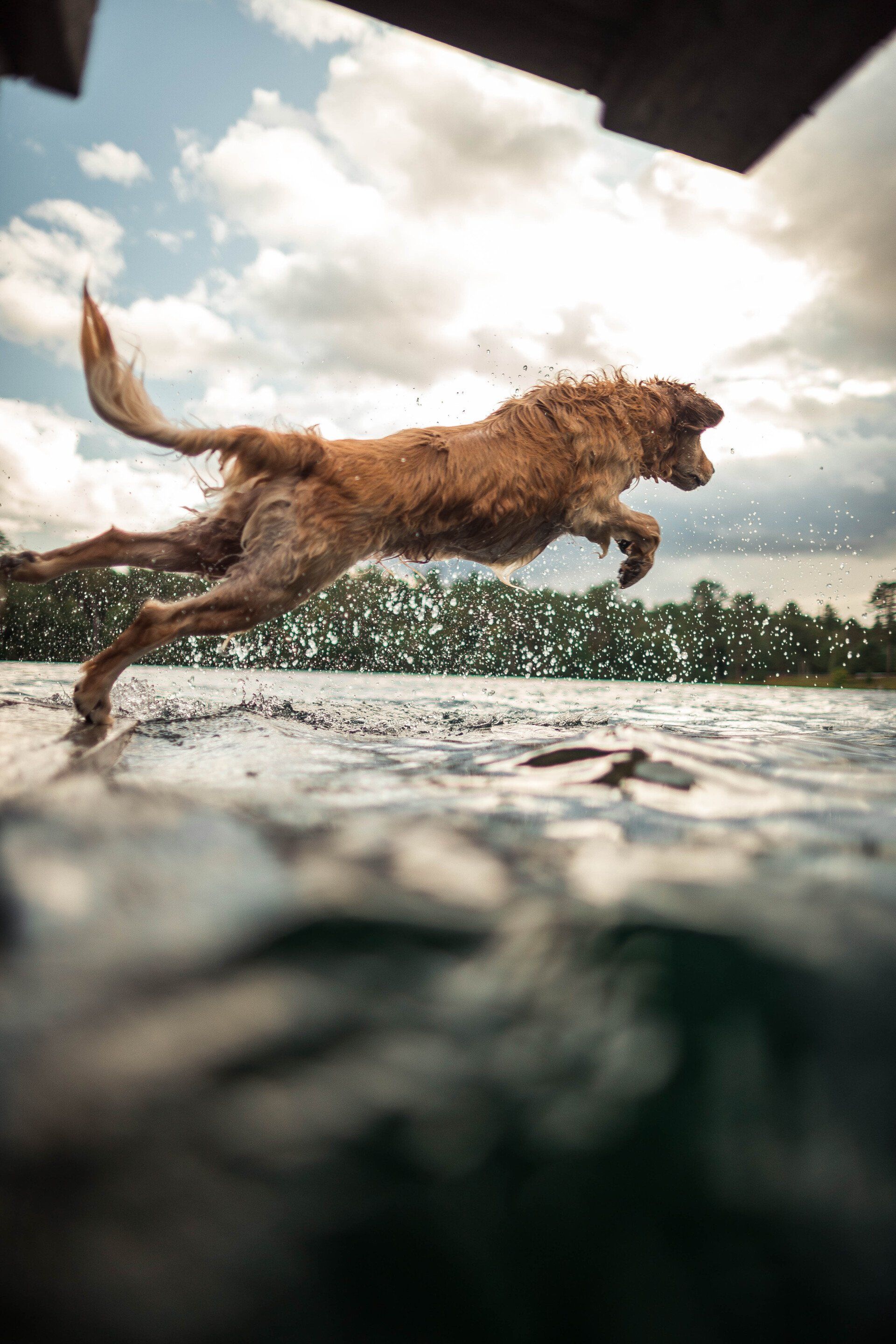 A dog is jumping into a body of water.