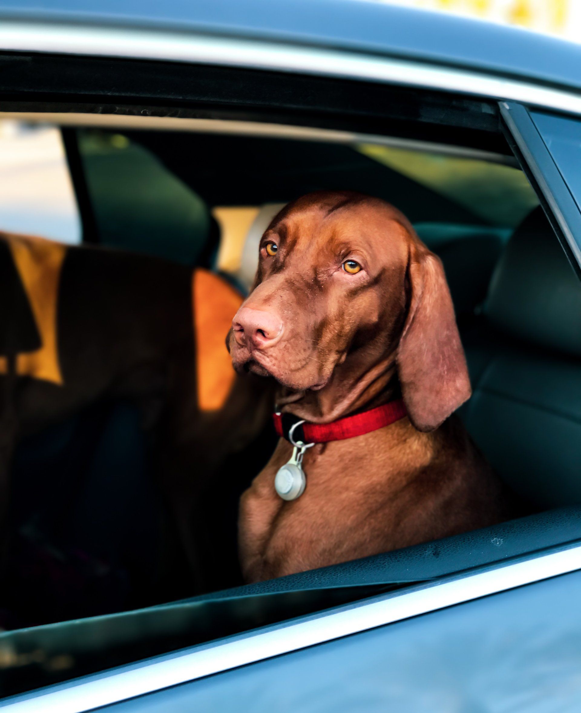 dog in the car
