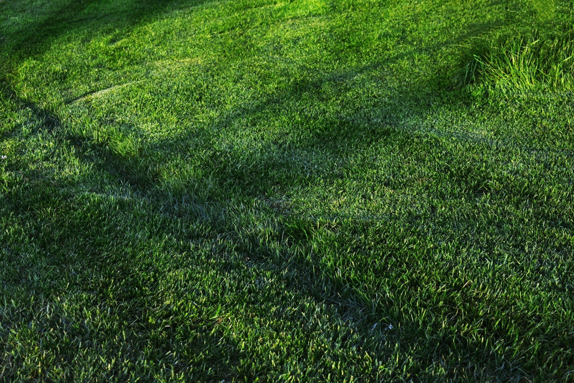 Artificial grass in Florida