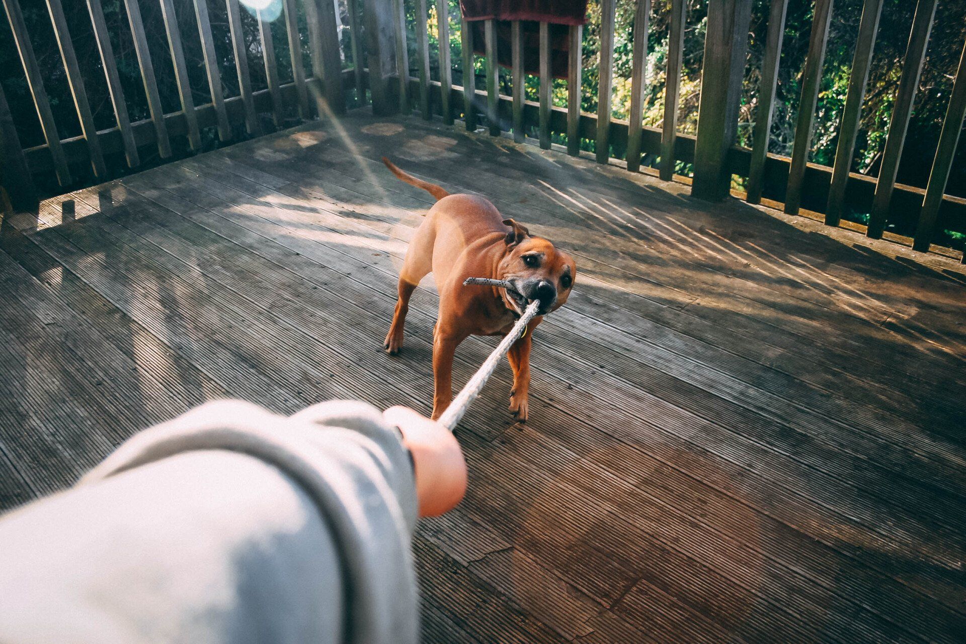 dog run fence illinois
