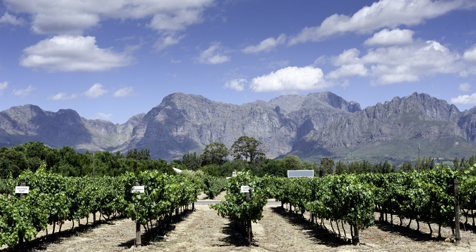 A vineyard with mountains in the background on a sunny day