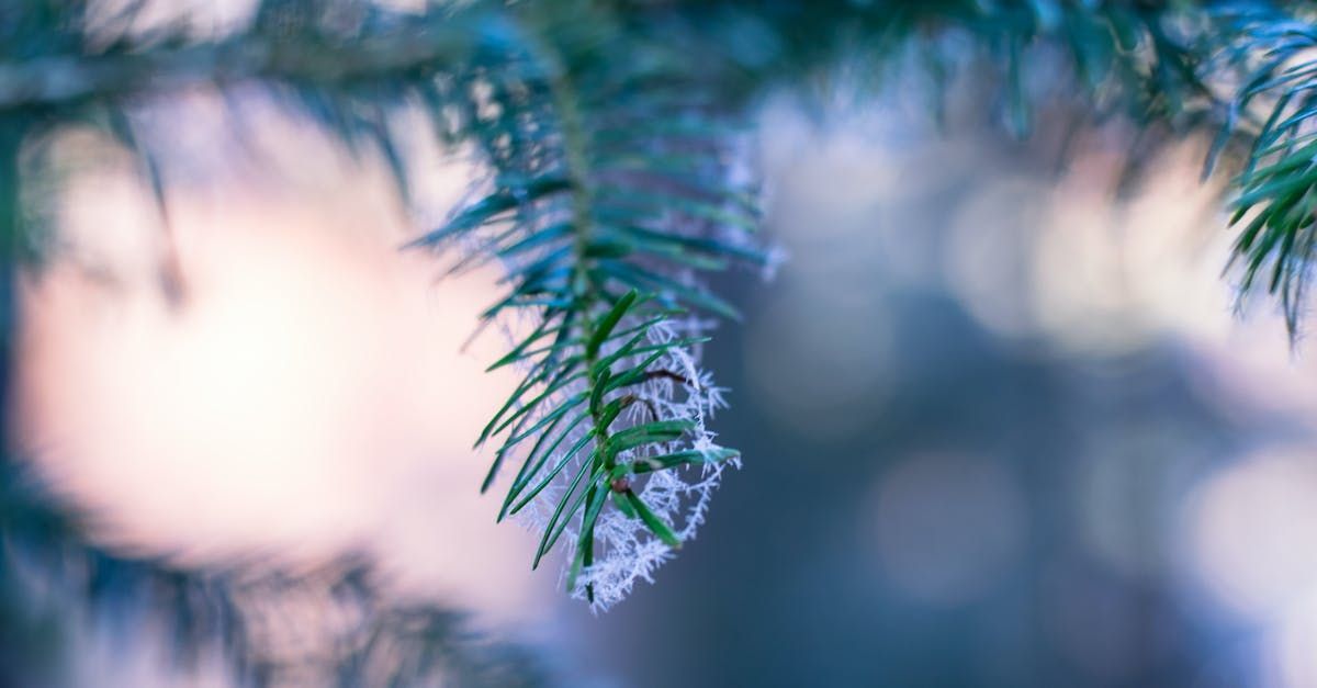 Christmas Scents Balsam Fir Magic