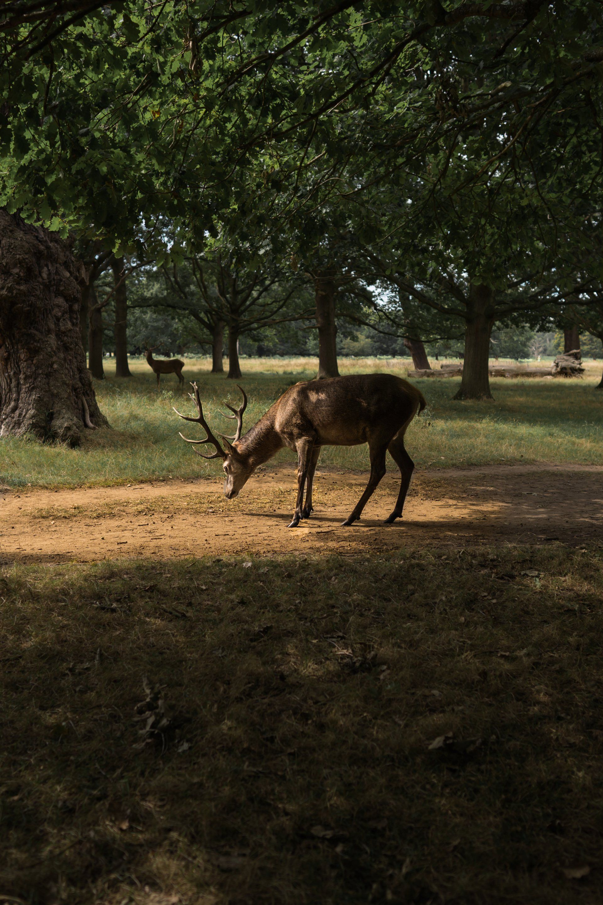 A deer is grazing in a park surrounded by trees.