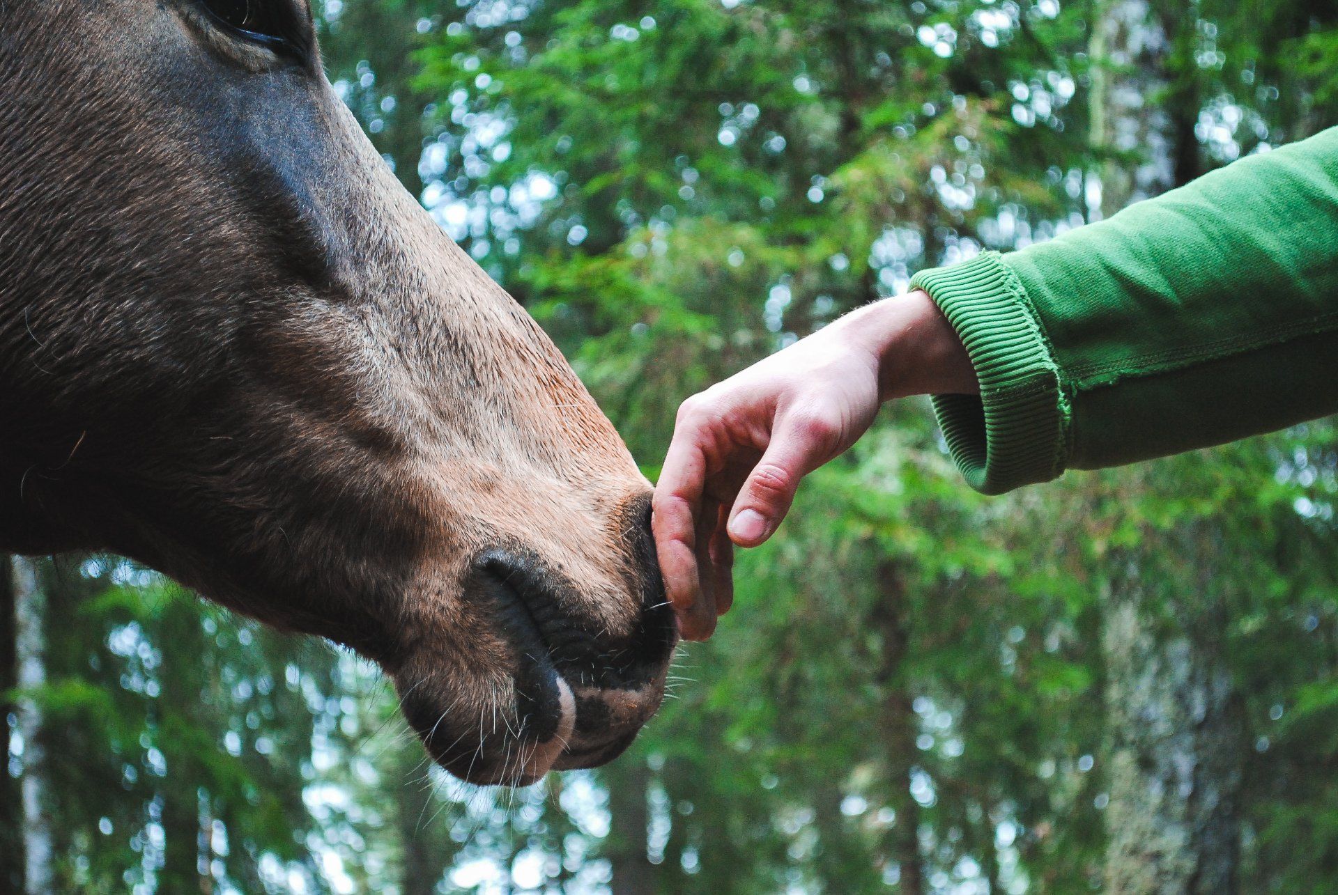 Een persoon raakt met zijn hand zachtjes de snuit van een bruin paard aan in een bosrijke omgeving.