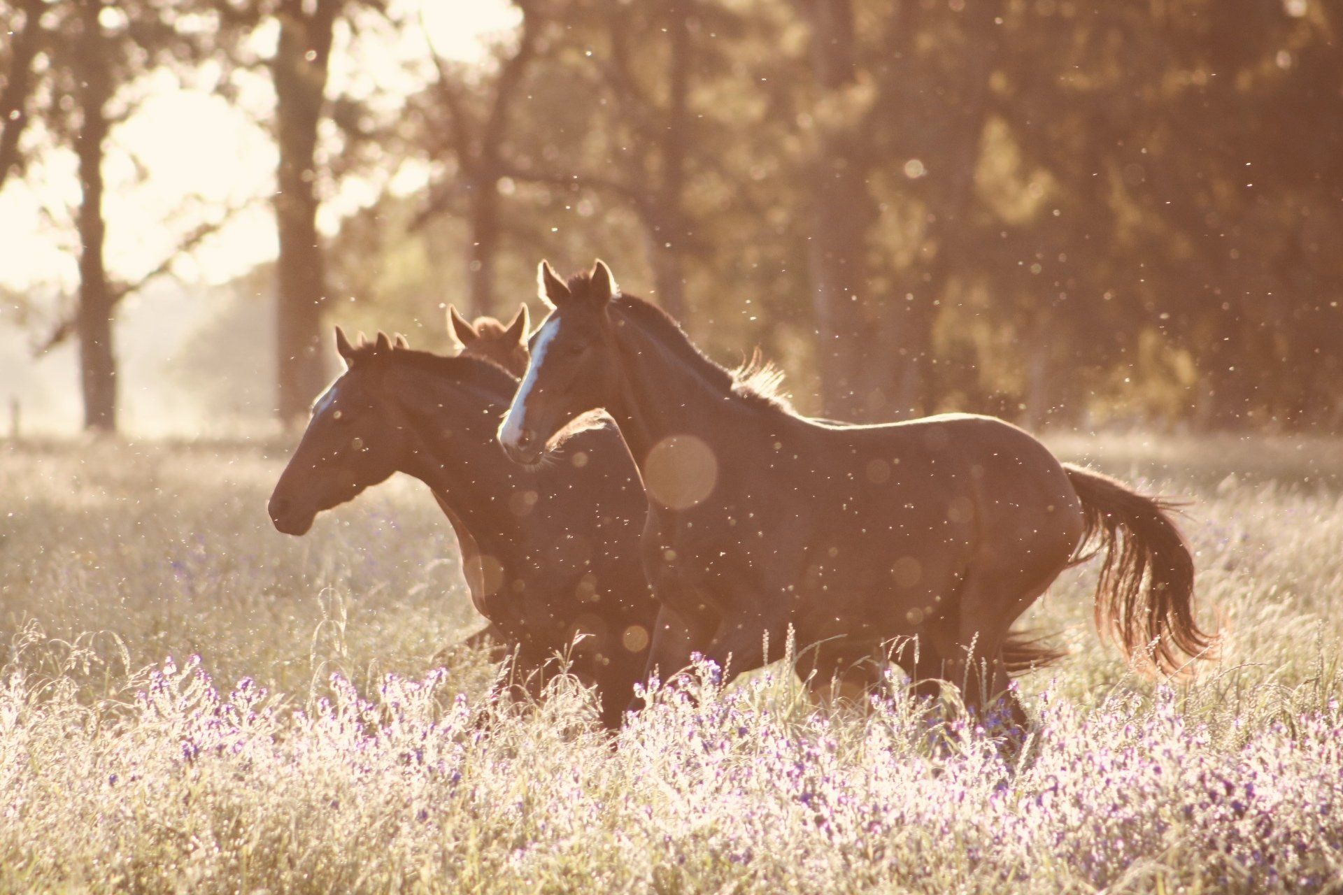 horses in field