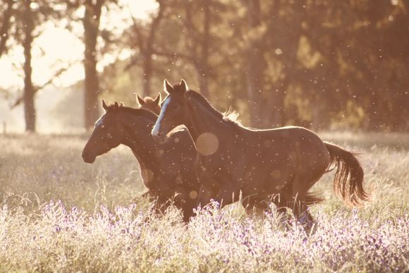 horses in field
