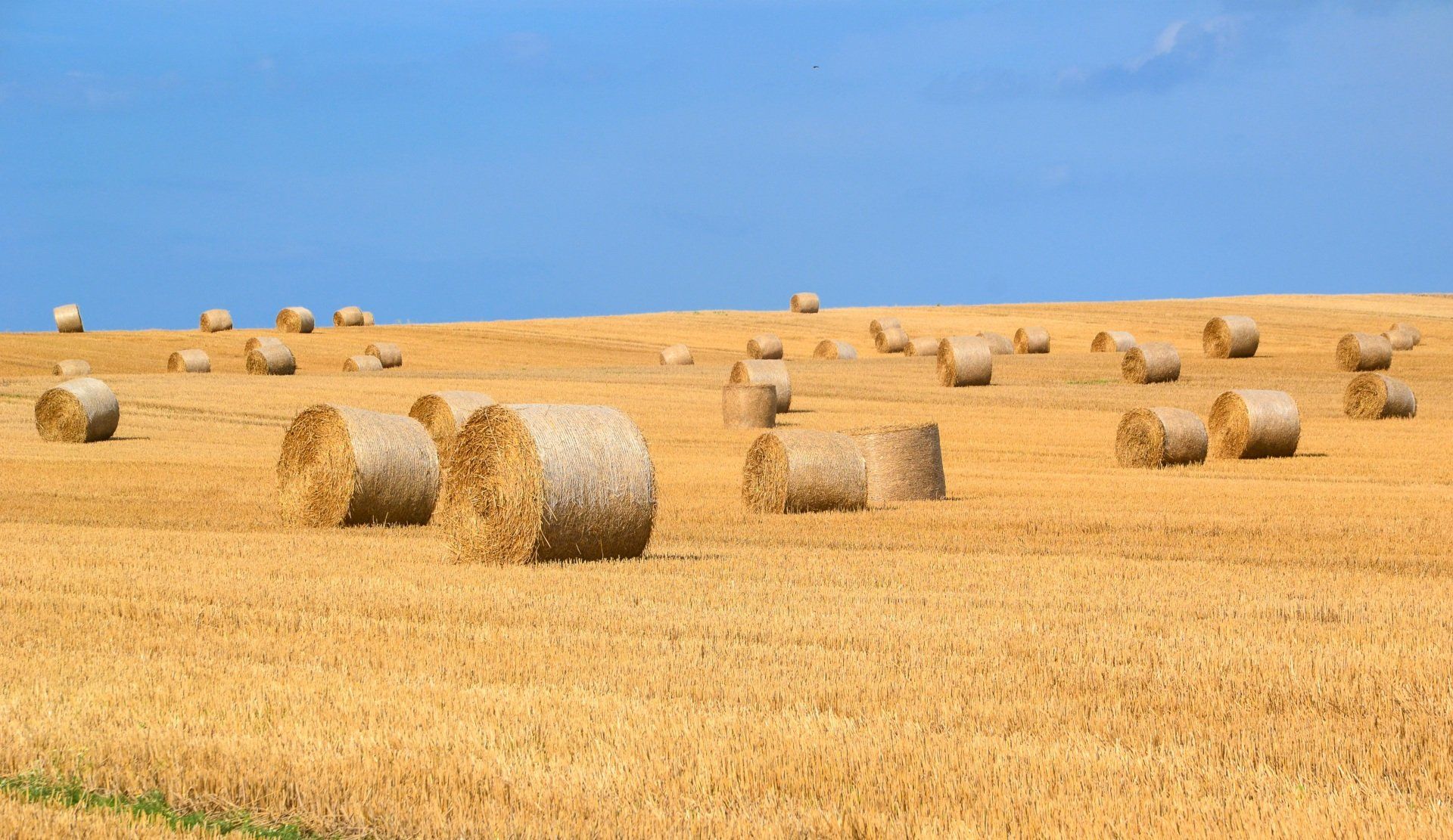 Accountant for Agribusiness