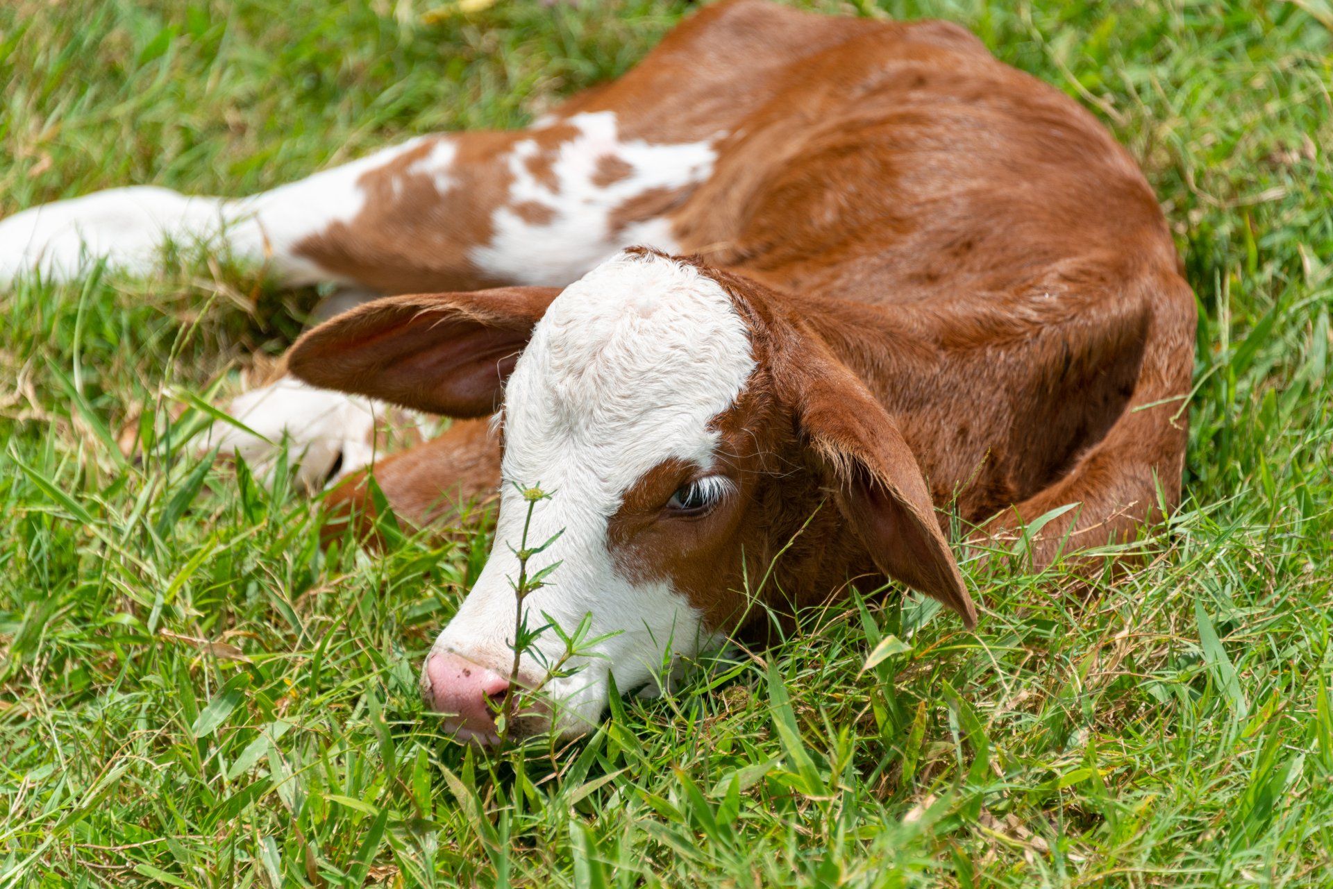 Calf with brown and white coat resting in green grass.