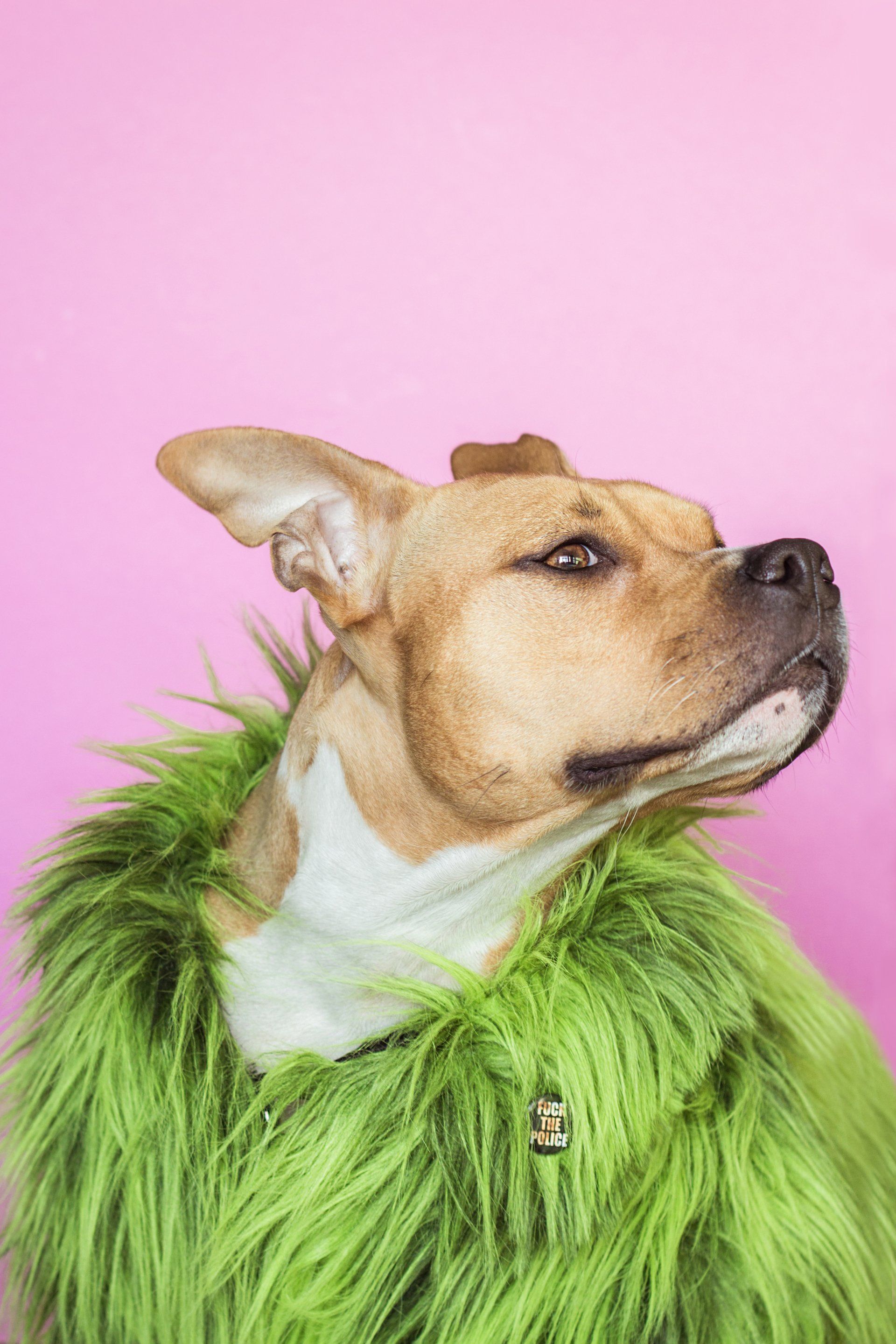 poop scoop services dog schaumburg illinois