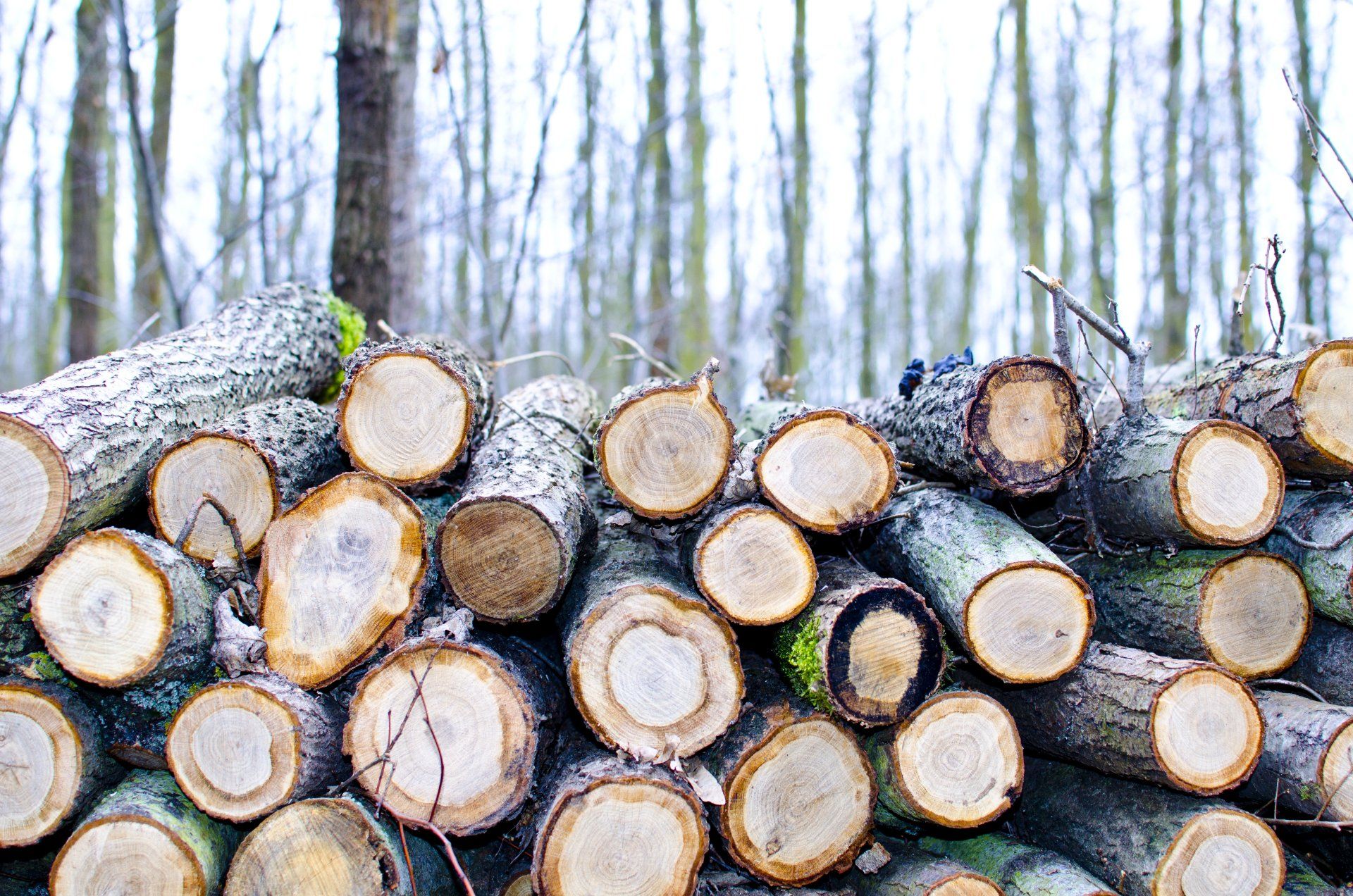 A pile of logs stacked on top of each other in a forest.