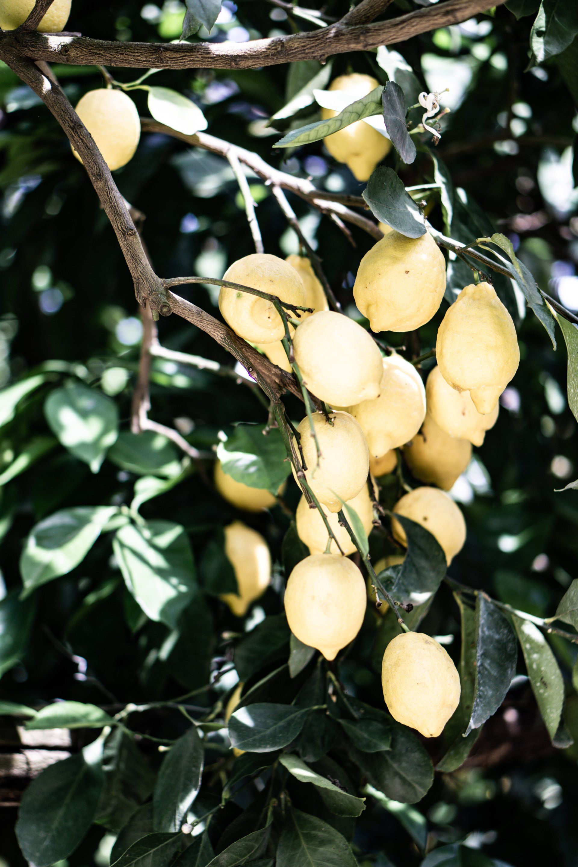 un mazzo di limoni appesi al ramo di un albero.