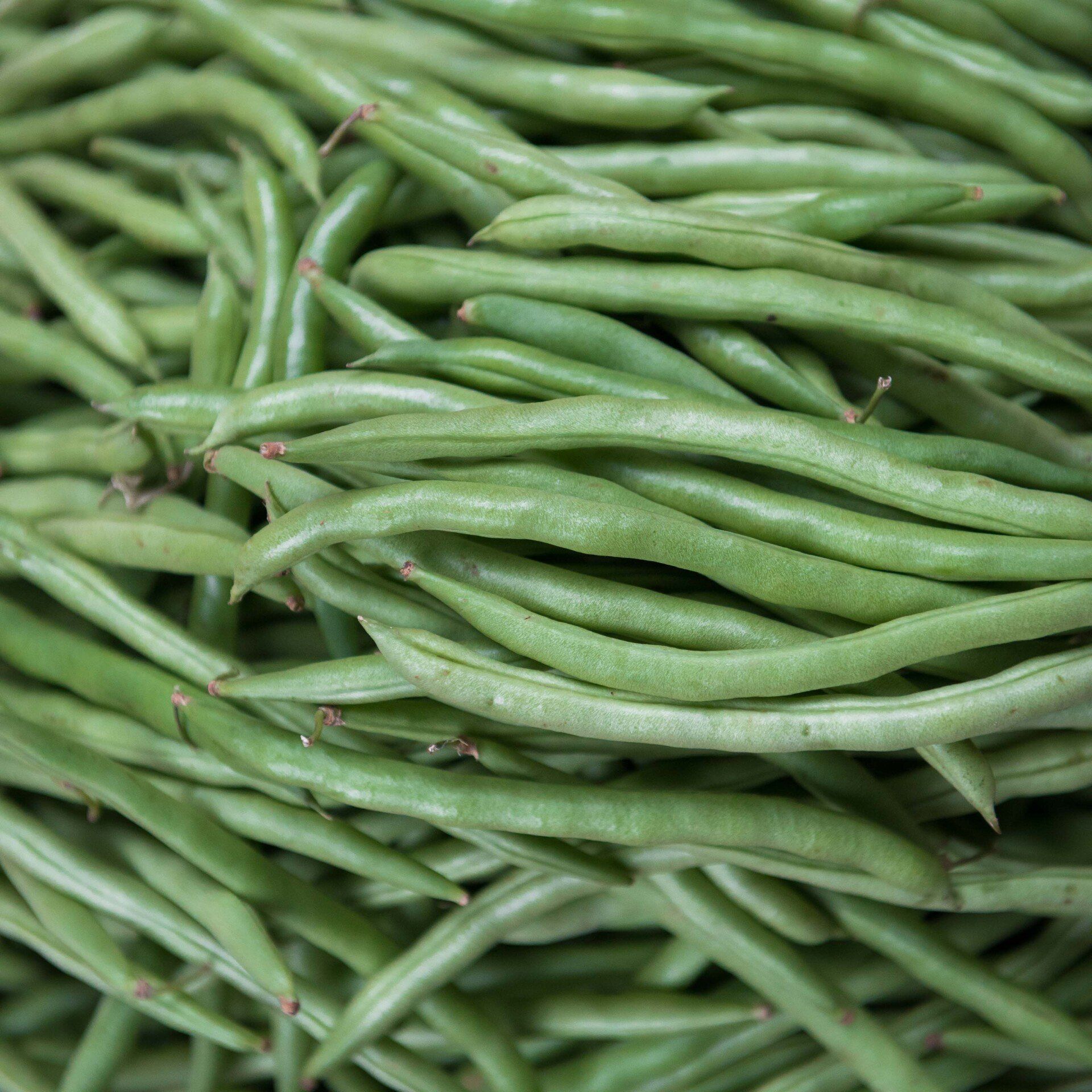 haricots verts du champ