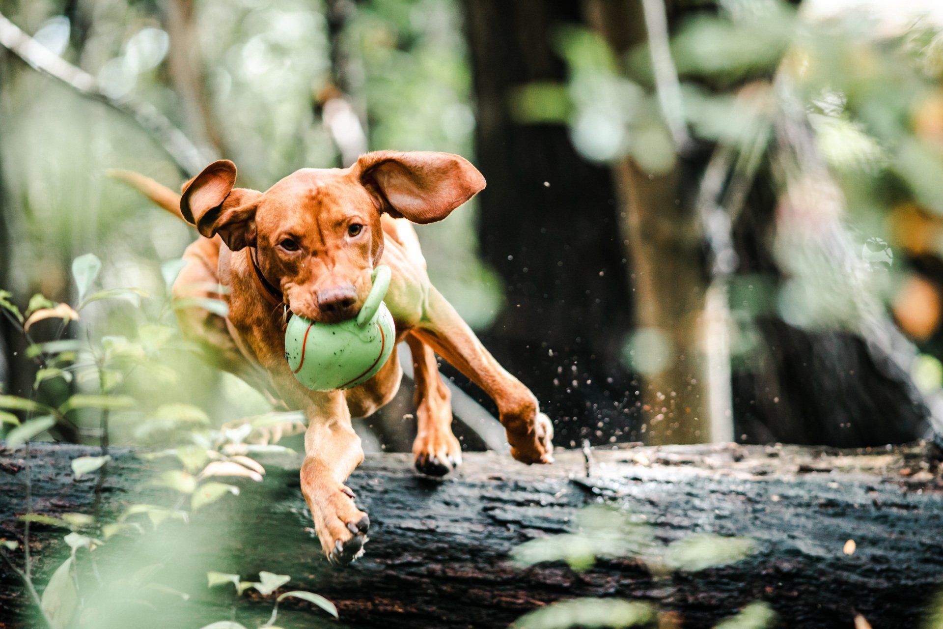Happy dog playing with a ball outdoors in VT