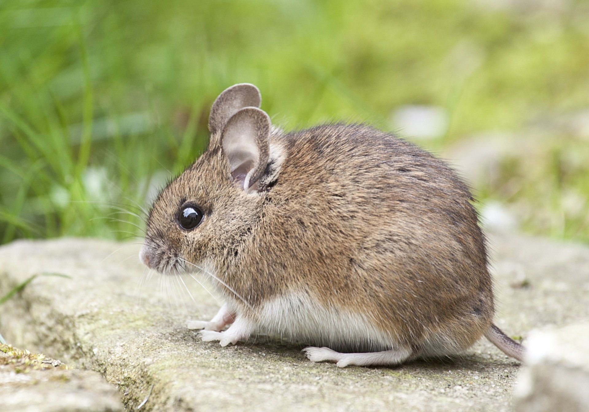 A small mouse is sitting on a rock in the grass.