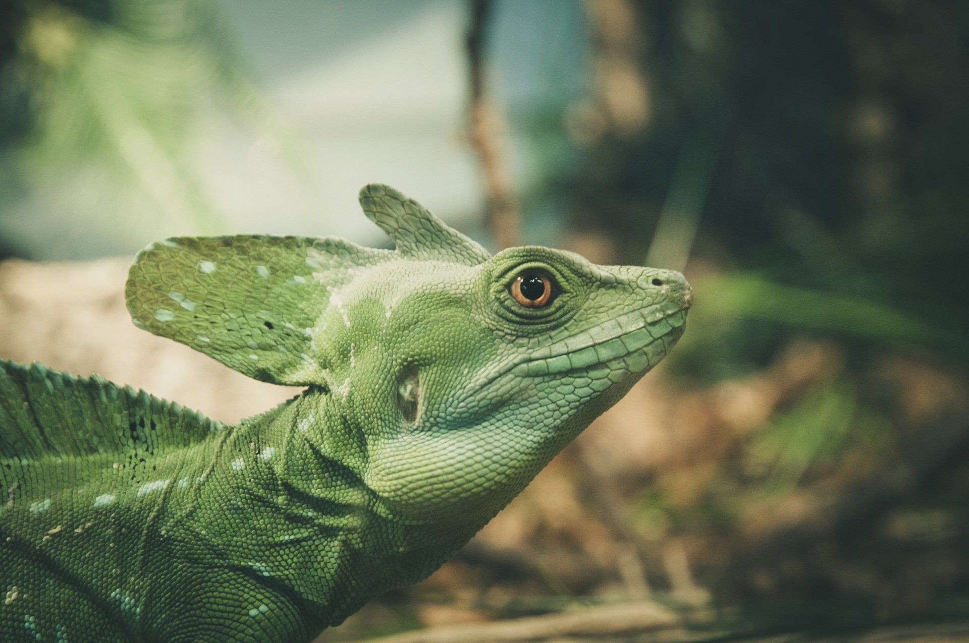 reptil