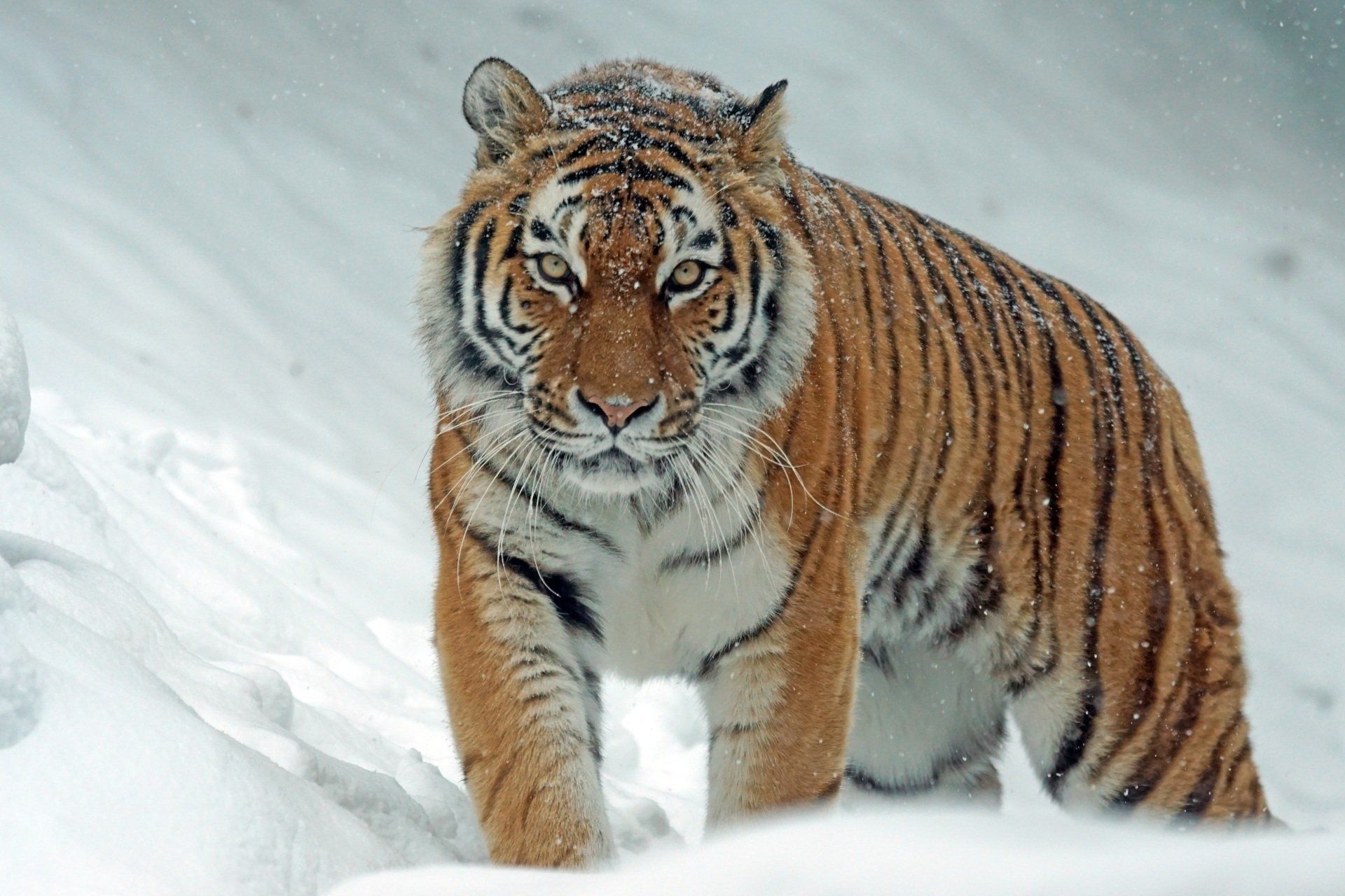 Der Tiger und die Natur dienen als Vorbild für den Selbstheilungsprozess