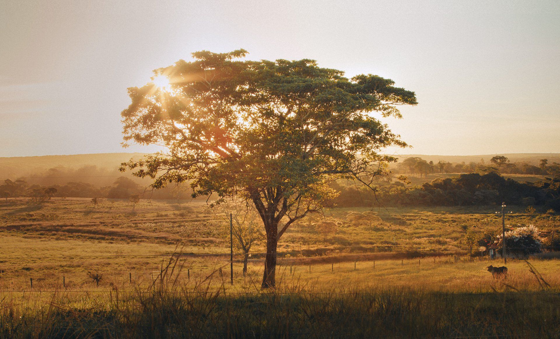 tree