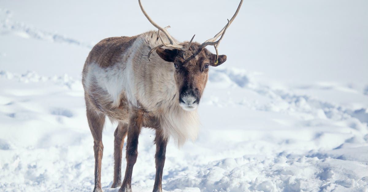 A reindeer is standing in the snow looking at the camera.