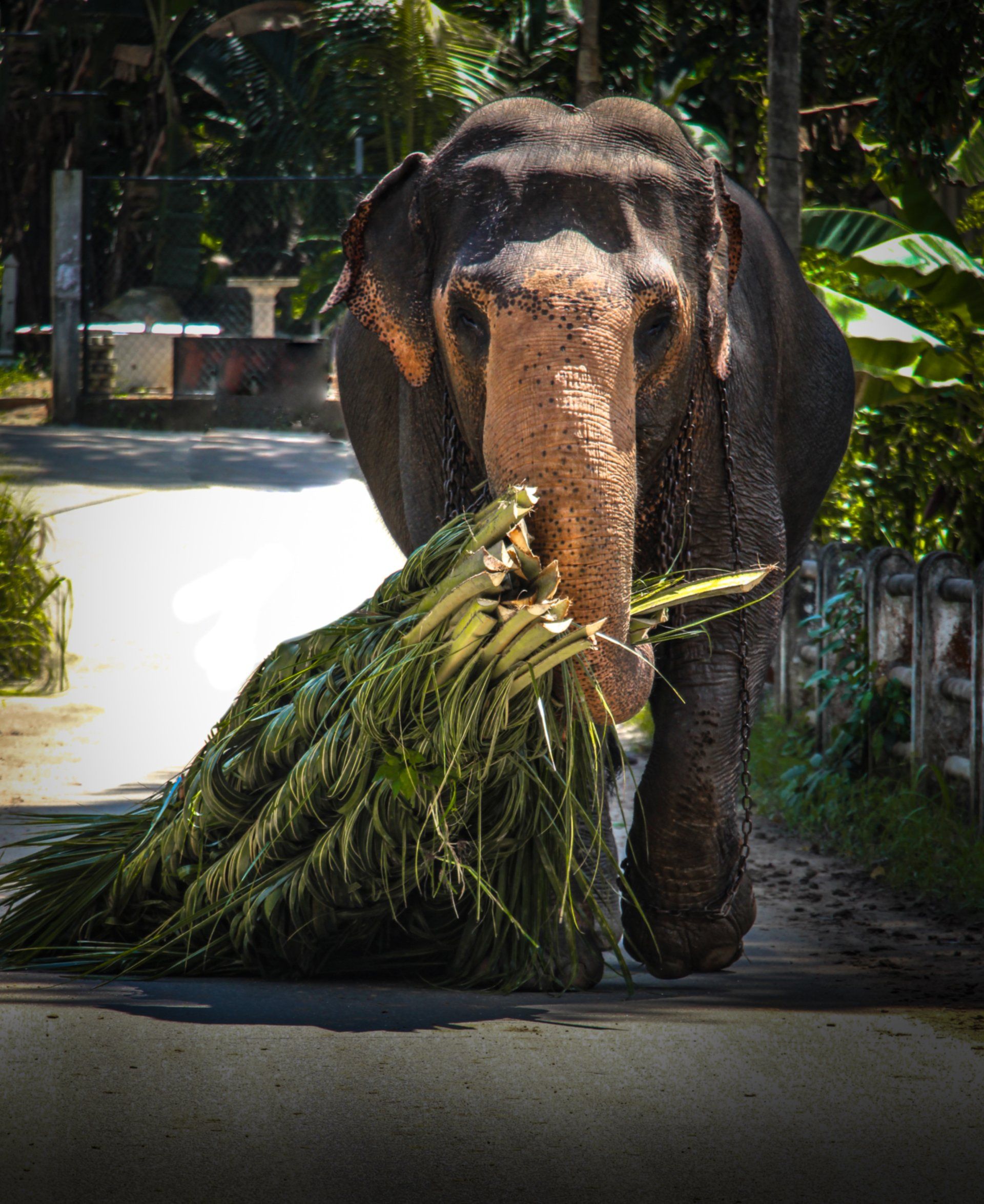 Quand la vie quotidienne croise la majesté des éléphants au Sri Lanka