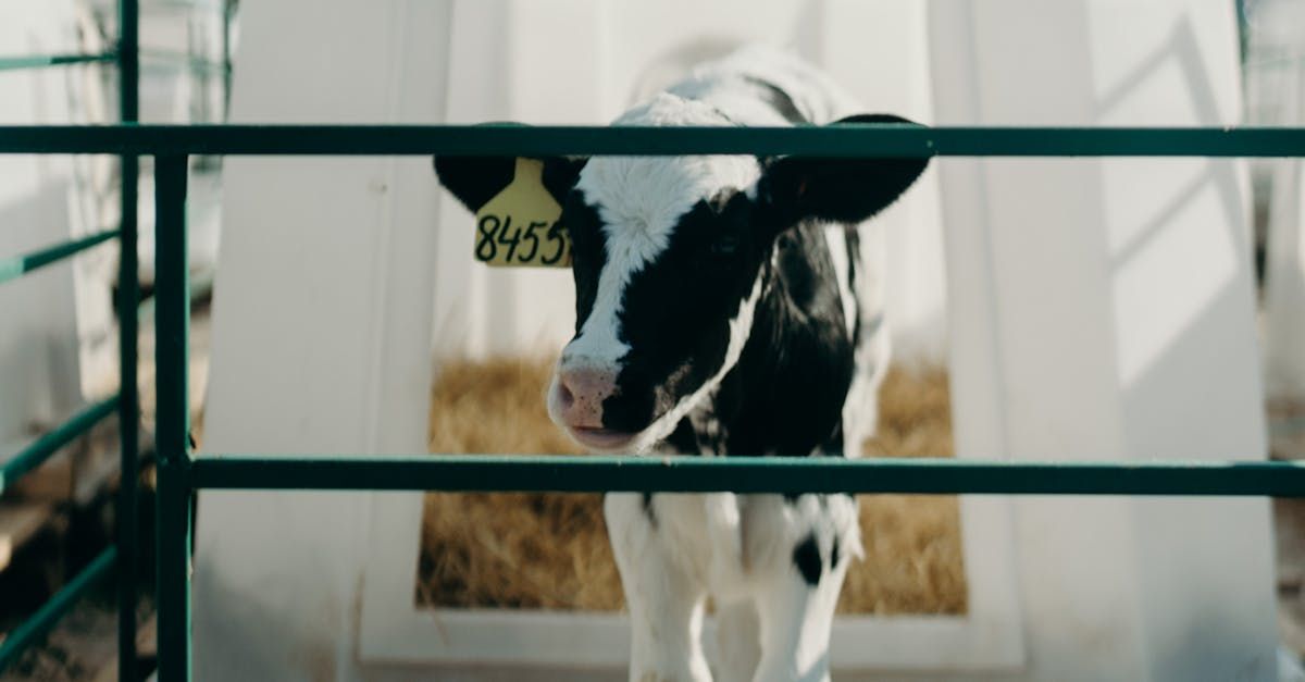 Black and white calf with ear tag in a pen.