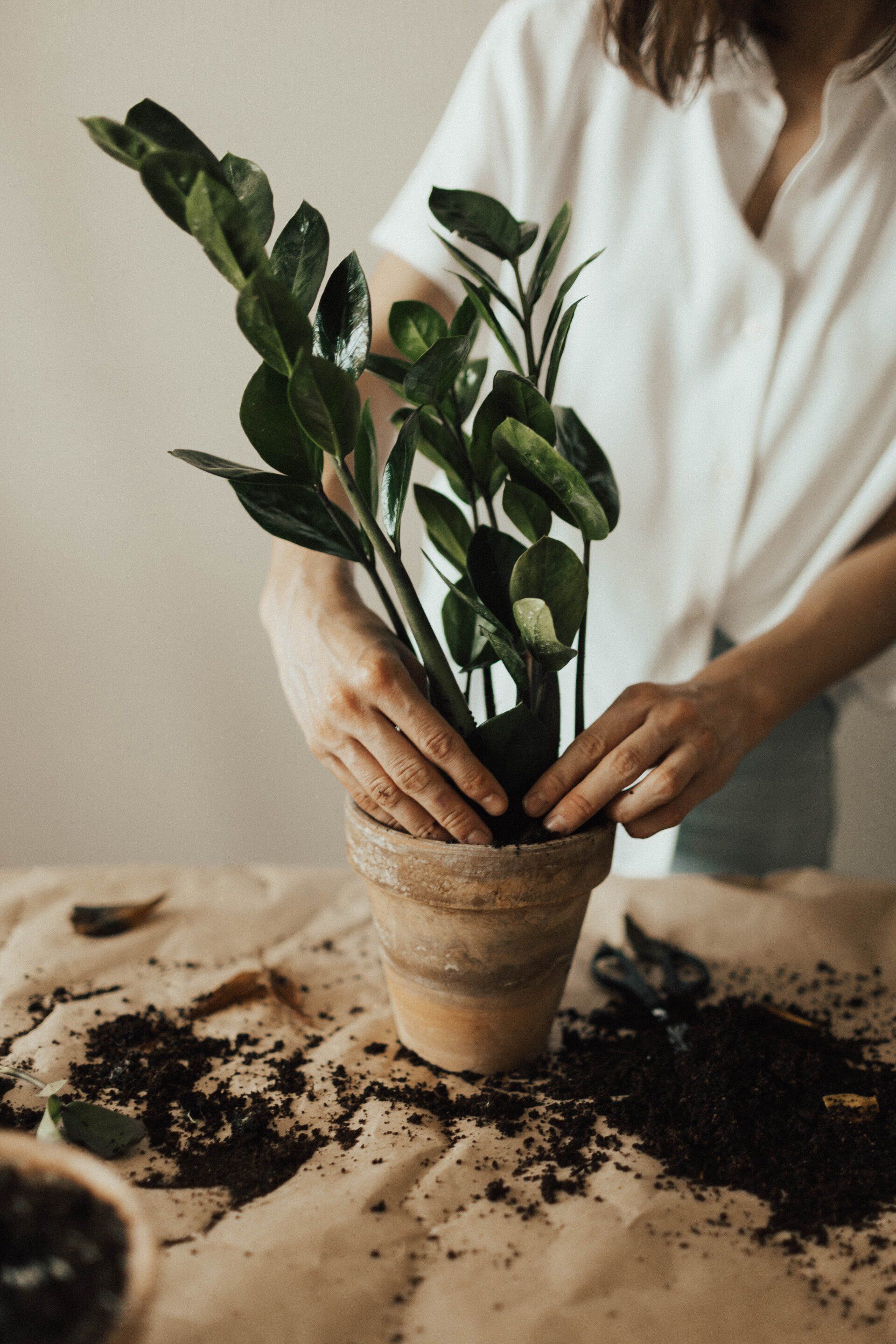 potting a plant image