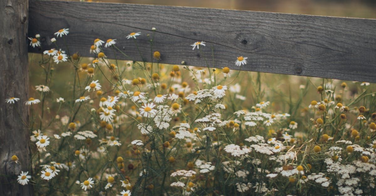 Photo of chamomile flowers