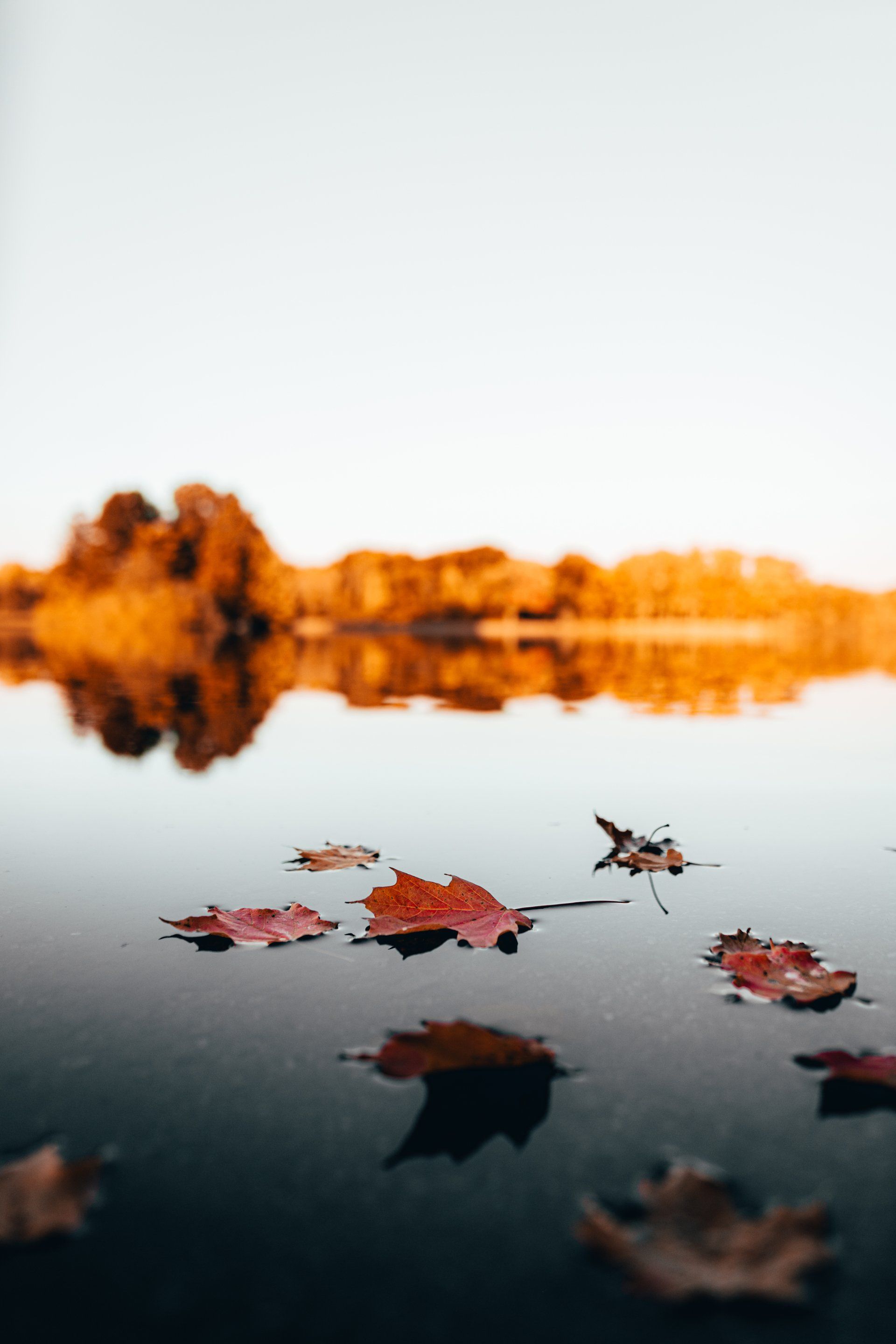 A group of leaves floating on top of a body of water.