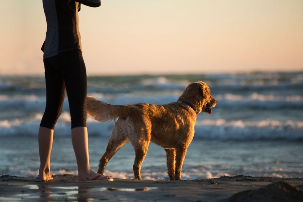 A woman is standing next to a dog on the beach.