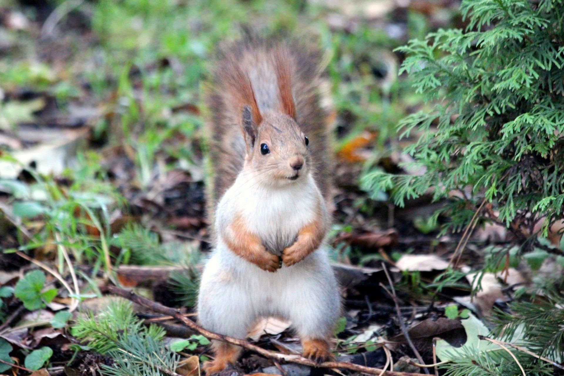 Squirrel standing on hind legs, white belly, red fur, in a forest setting.