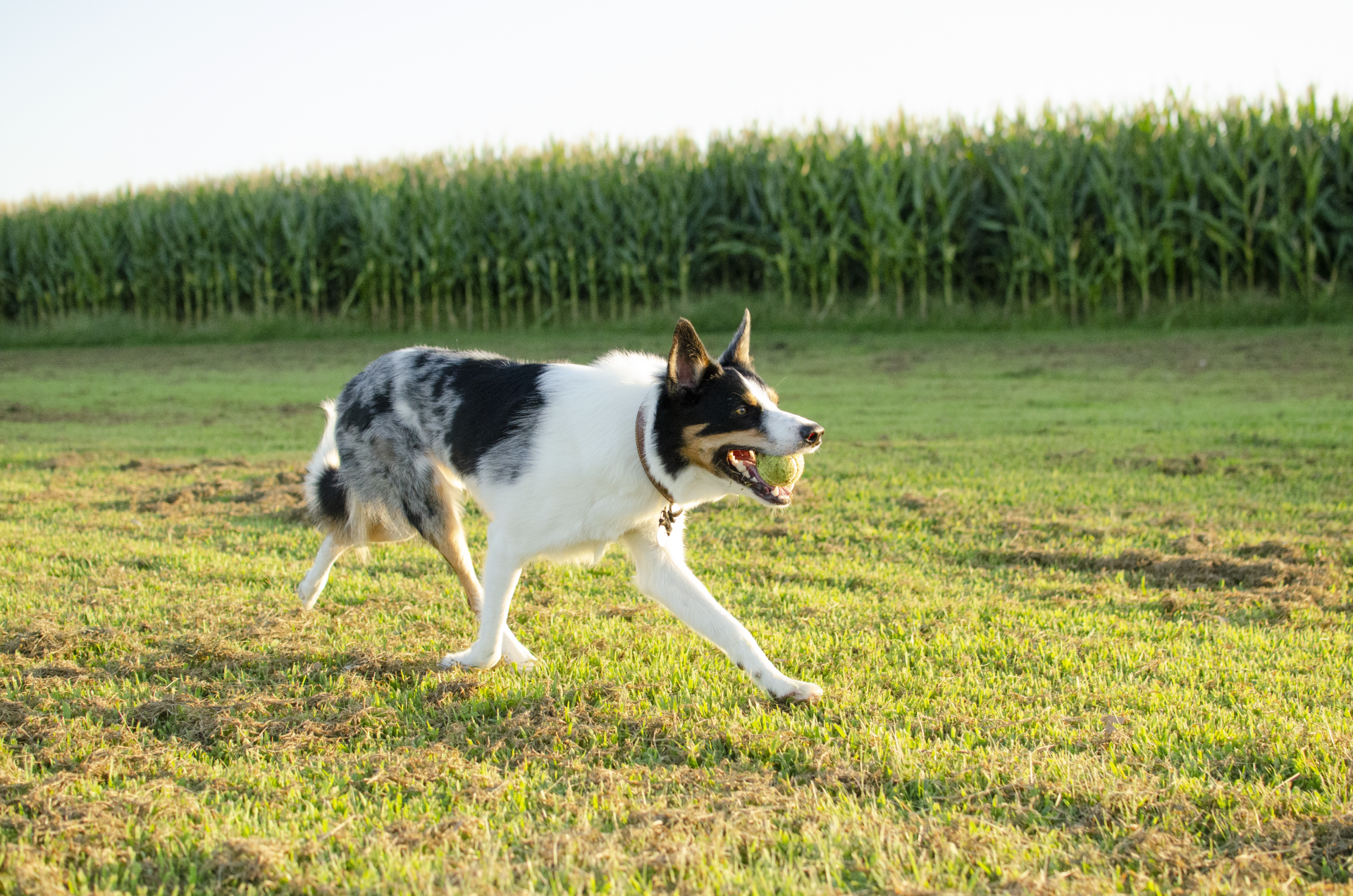 A dog running through a field at Wild Olive Ranch
