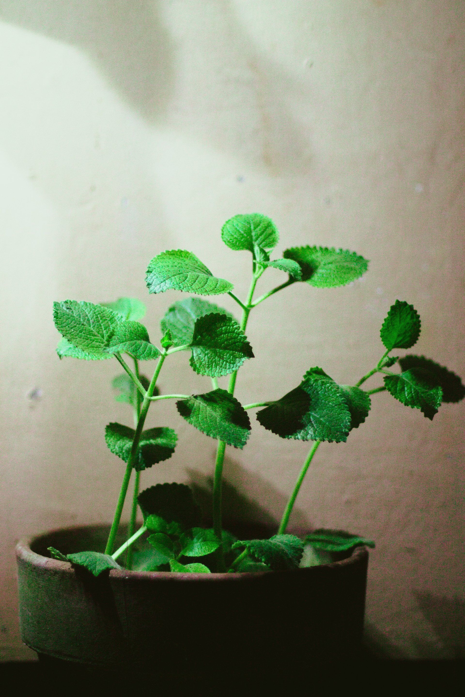 A small green plant is growing in a pot