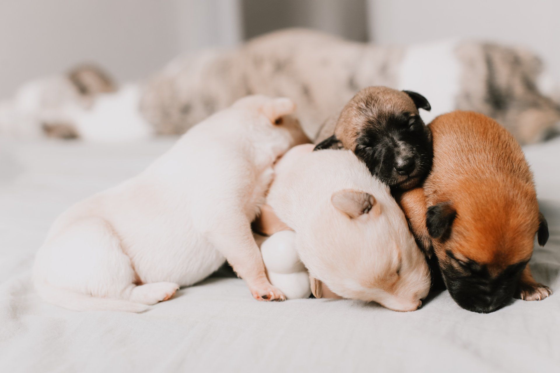 Chiots