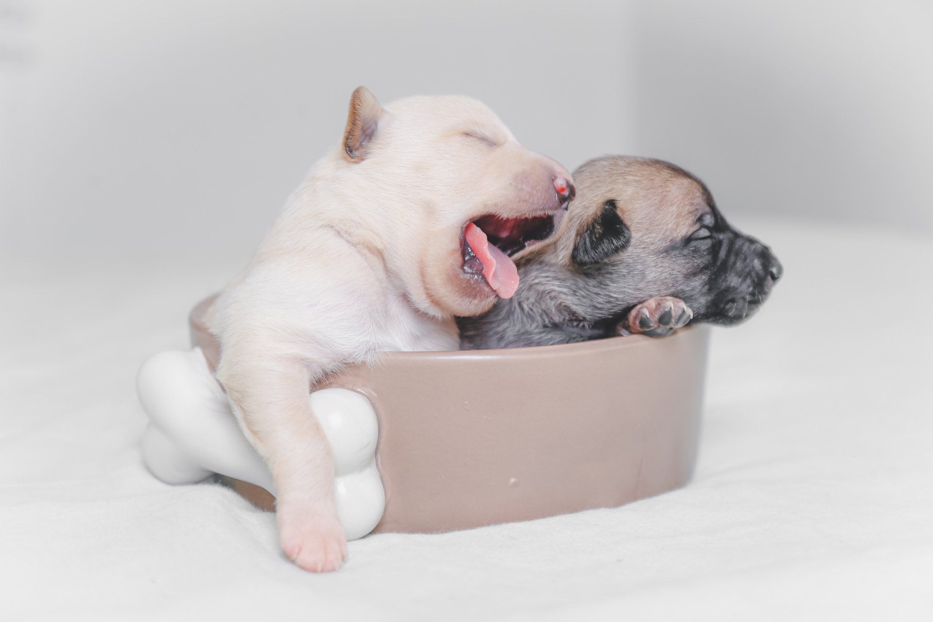 puppies new york