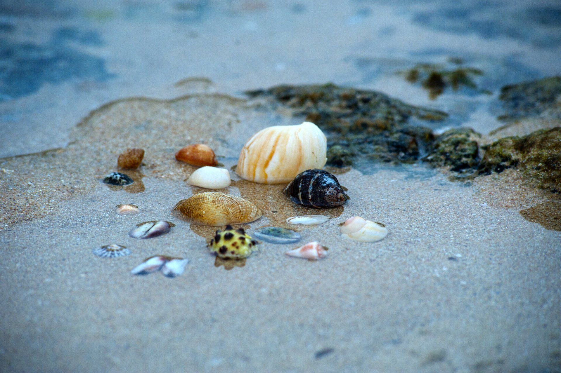 shell beach Sandplay Therapy Counselling Creative play based working Counsellor Natasha Holistic