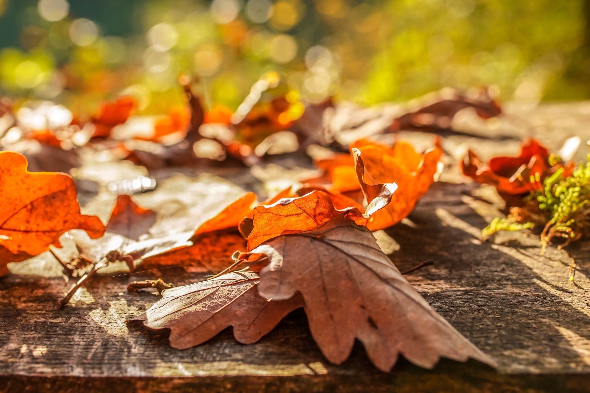 Dead leaves in the fall needing to be raked and removed