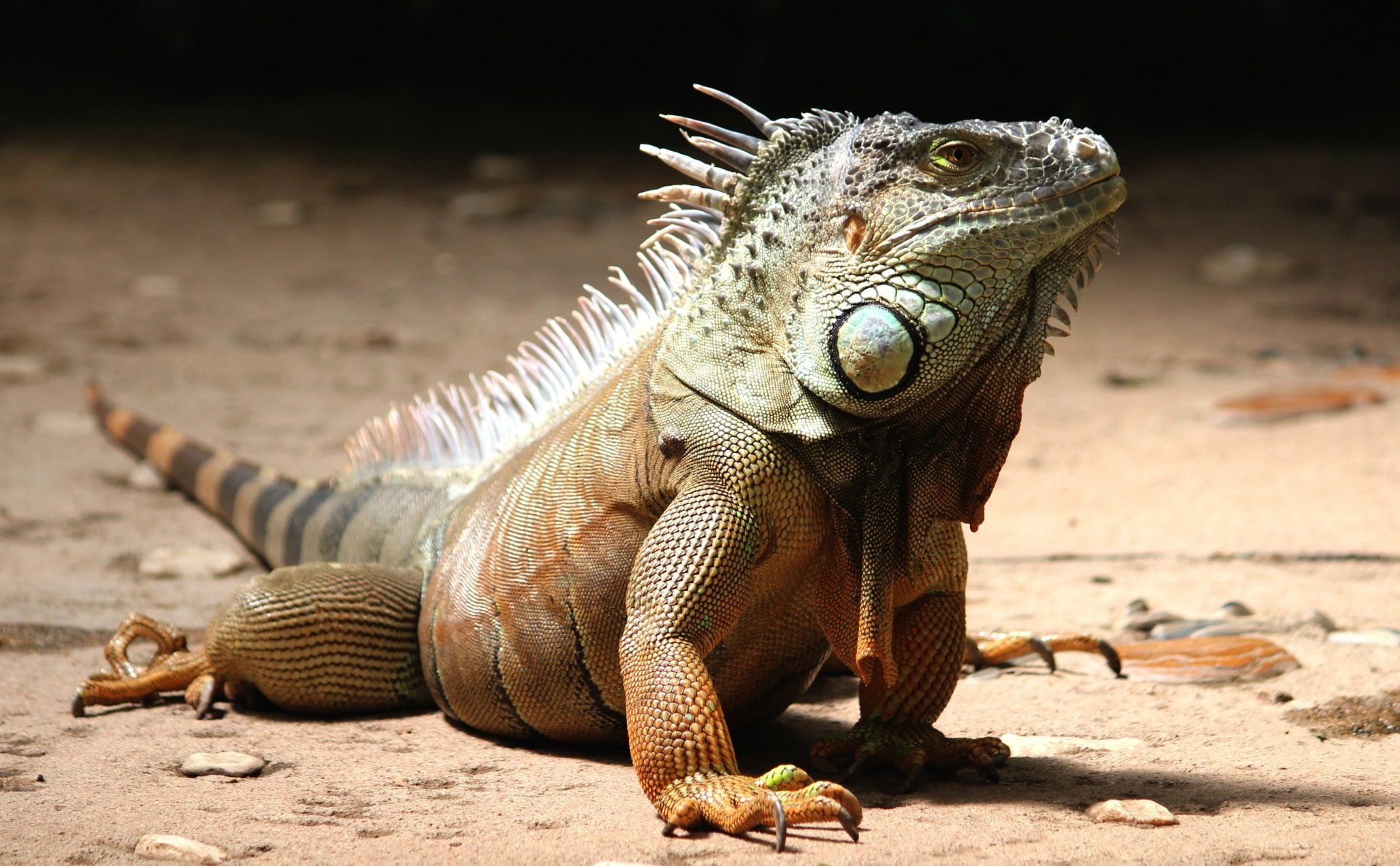 Green iguana with spiky back, standing on sand, looking towards the top right.