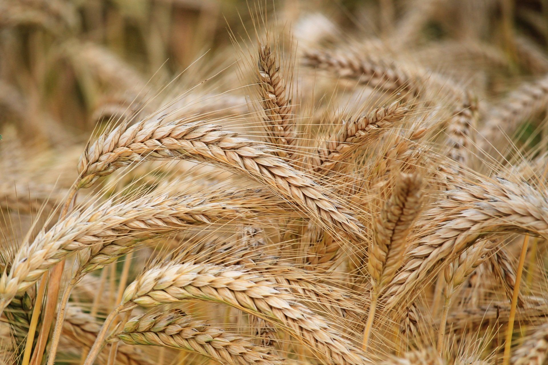 Novoviah Novoleukin NovoGluten T-Cell Research Diagnosis Celiac Disease