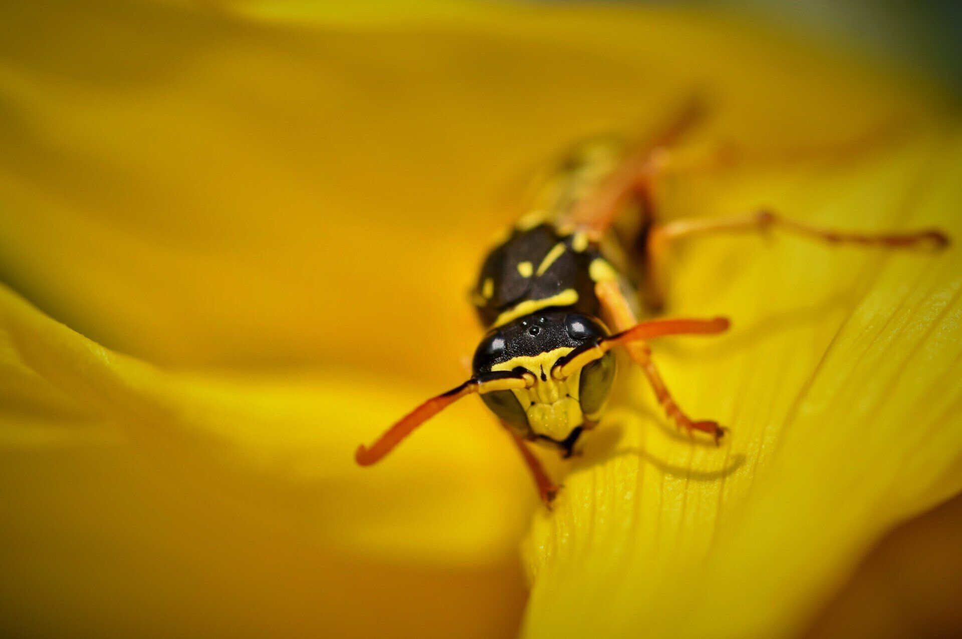 Masham Pest Control