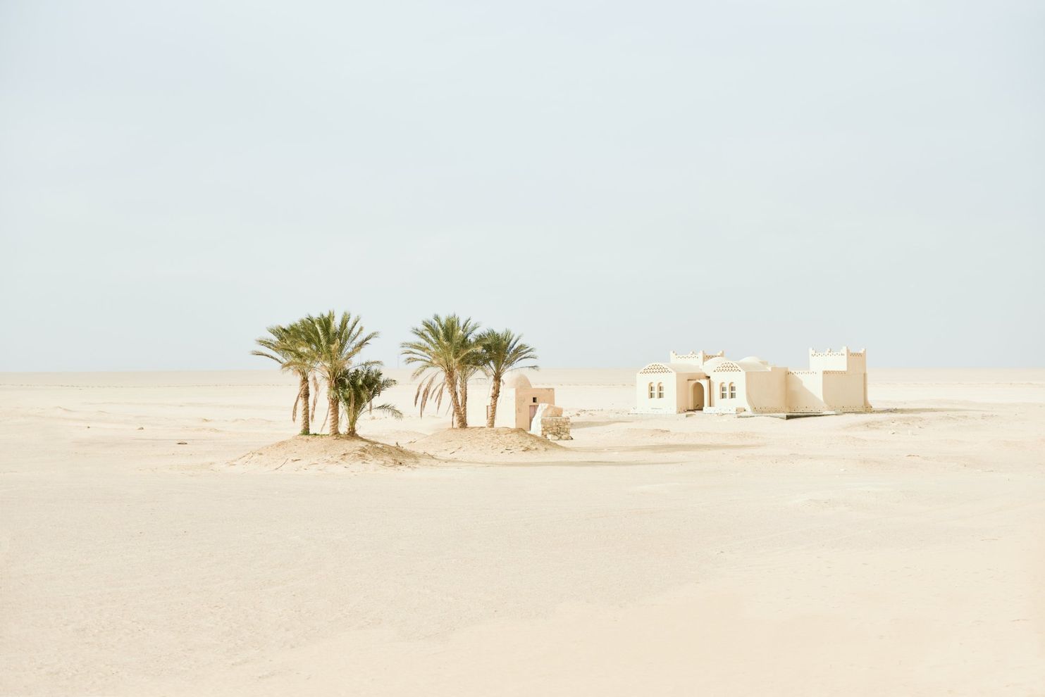 A group of palm trees in the middle of a desert.