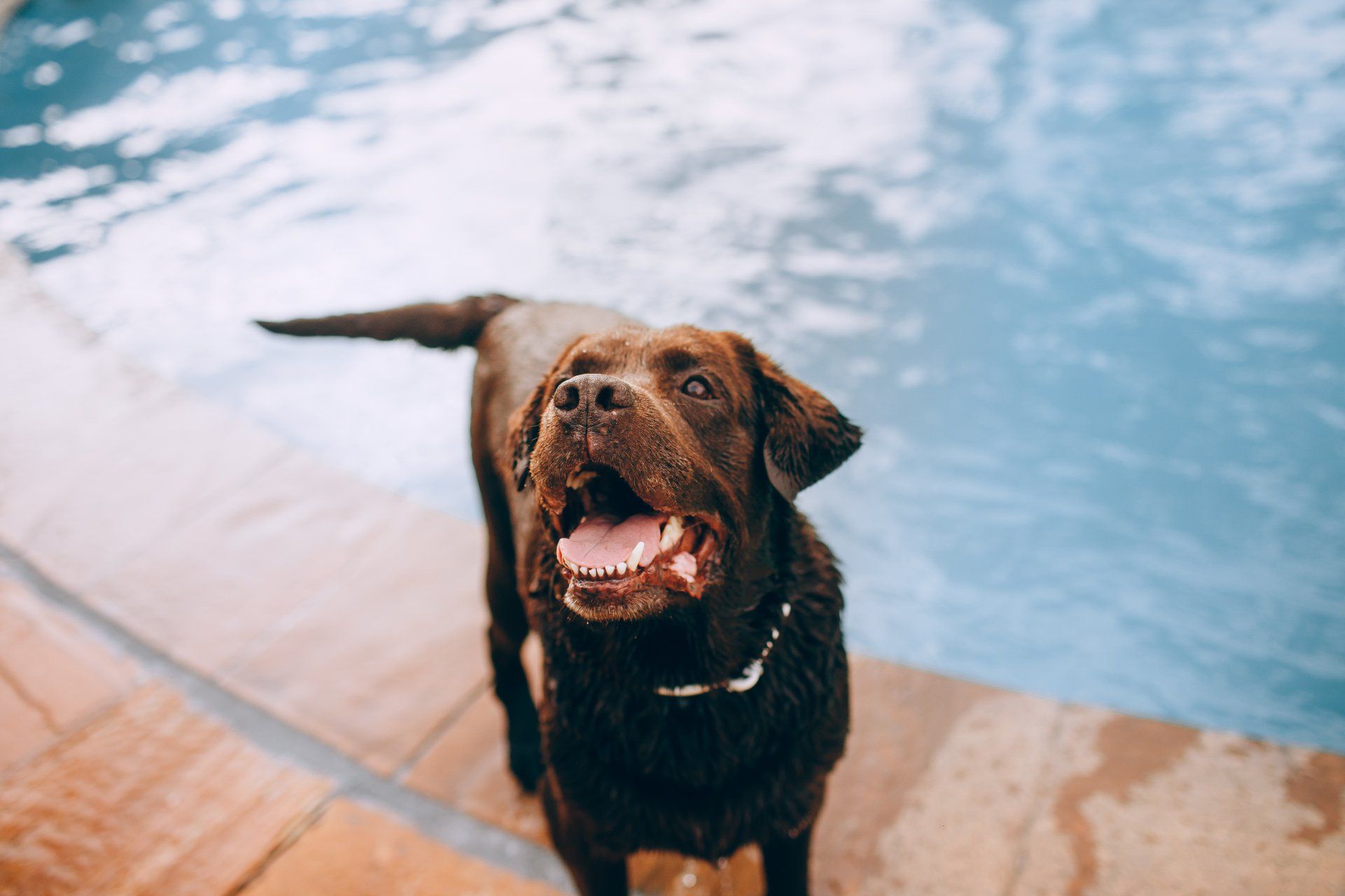 canine hydrotherapy, dog hydrotherapy, canine bodywork, dog massage, canine massage