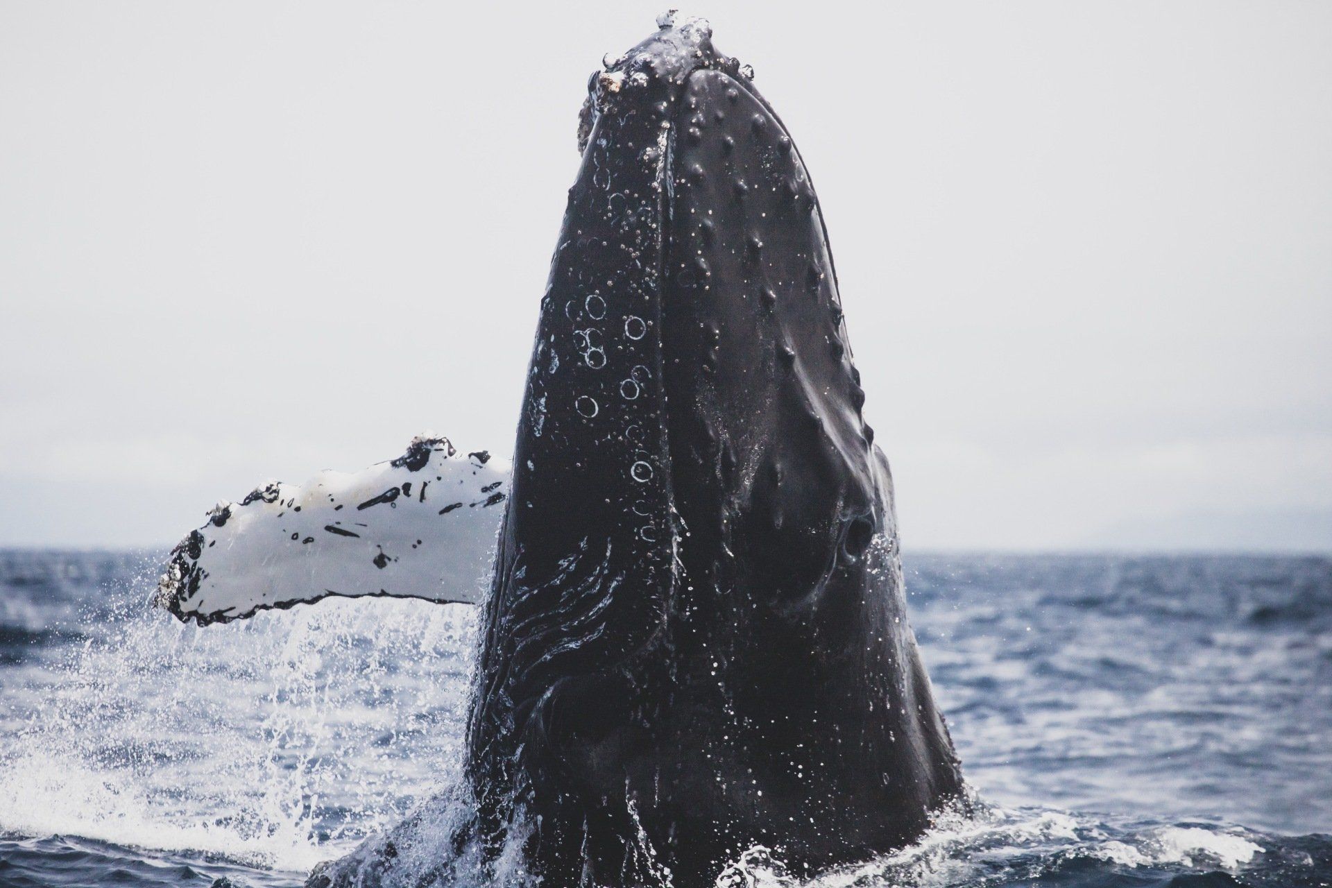 A humpback whale is jumping out of the water near Bamfield BC