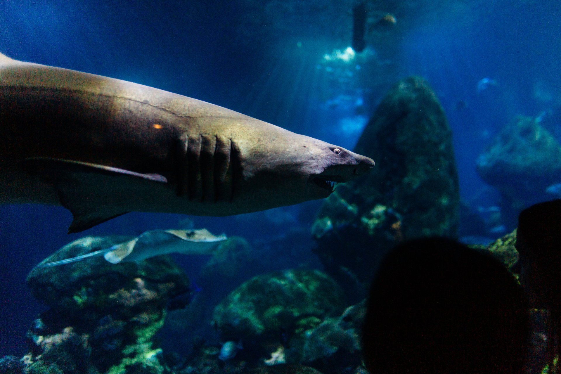 Un tiburón está nadando en un acuario mientras la gente lo observa.