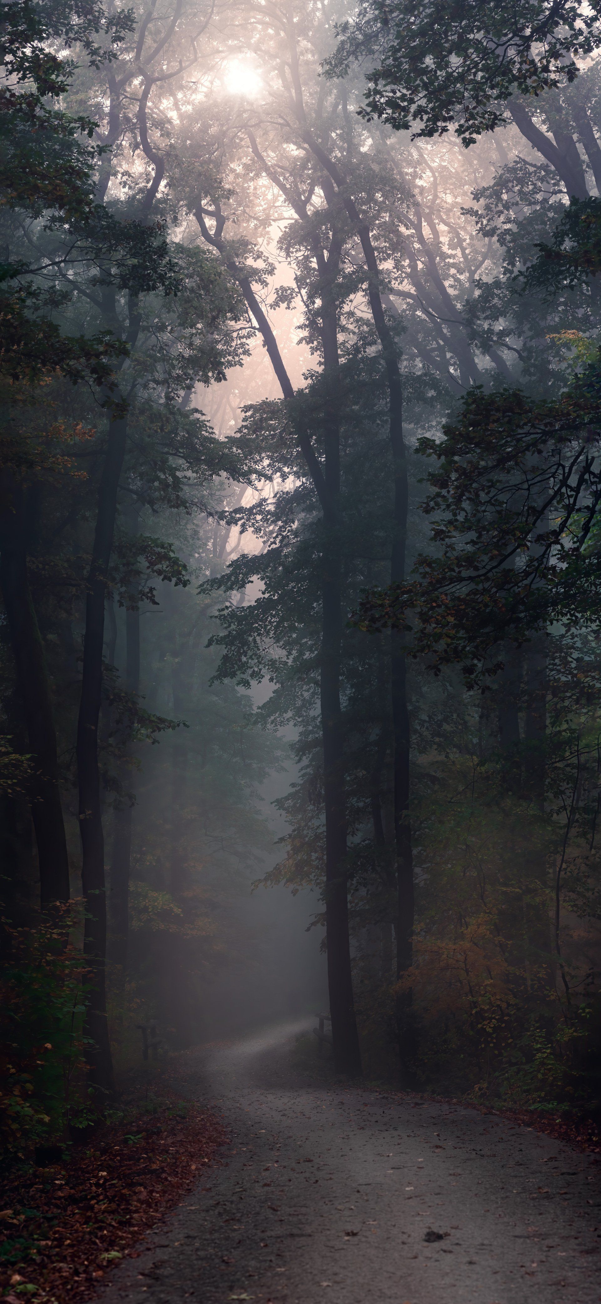 The sun is shining through the trees in the foggy forest.