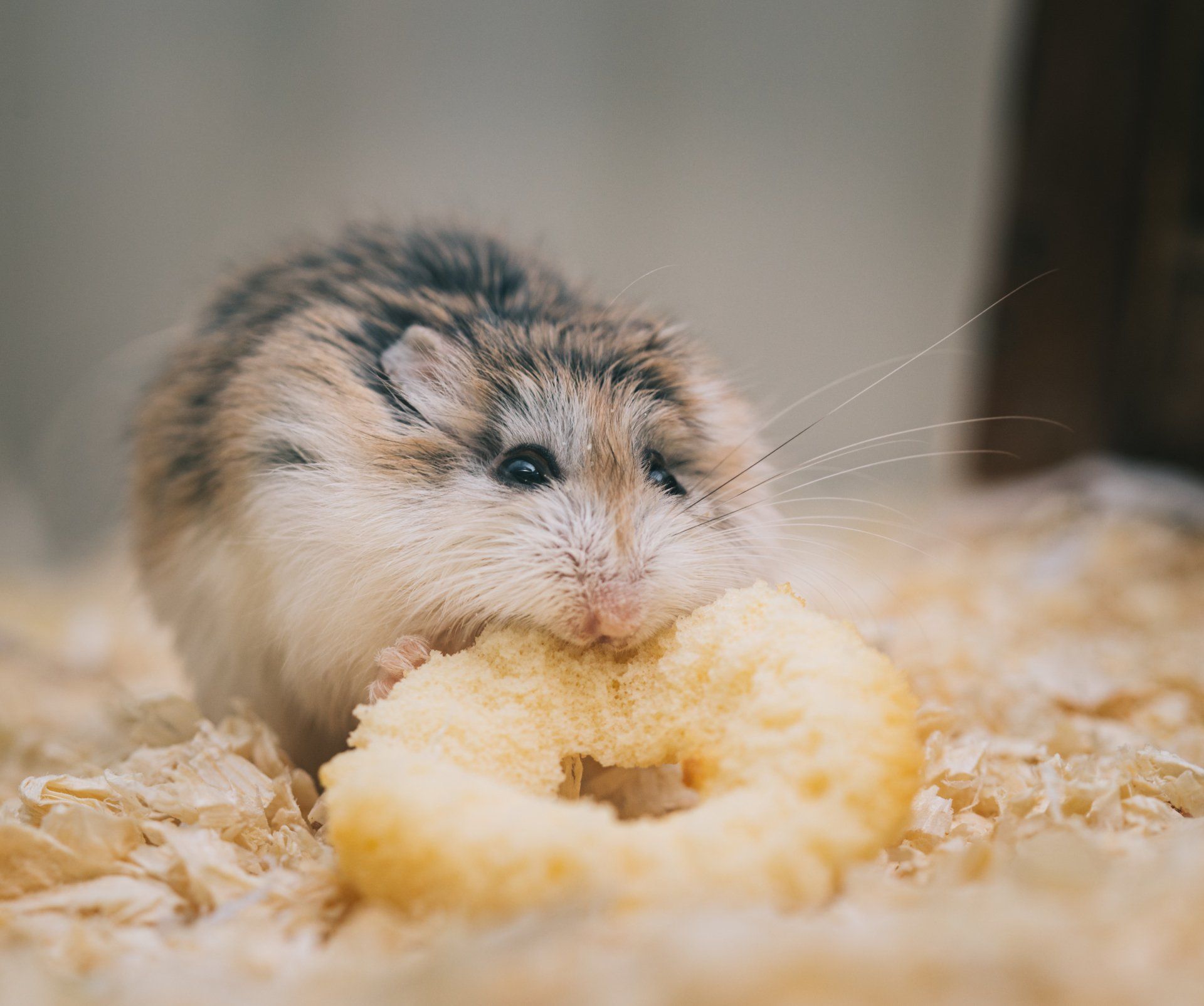 Hamster Food @Creatures & Critters