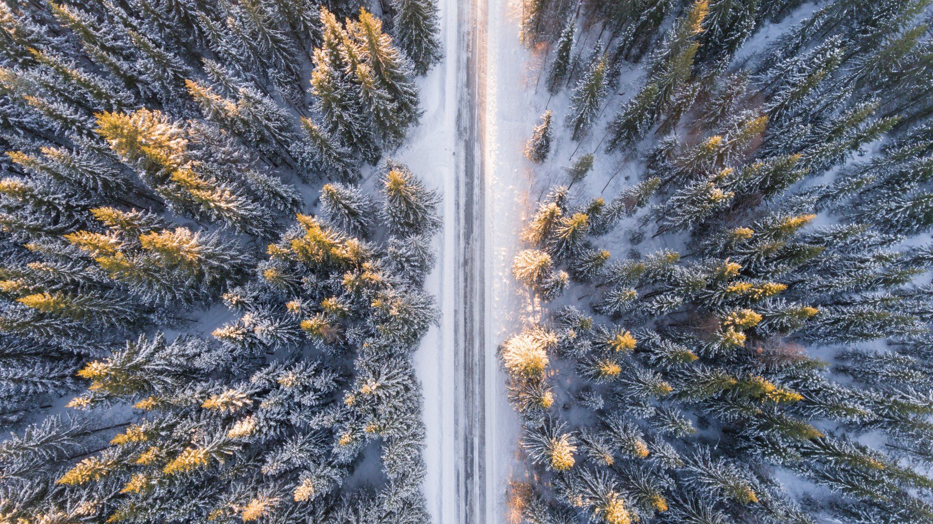 winter street through the woods