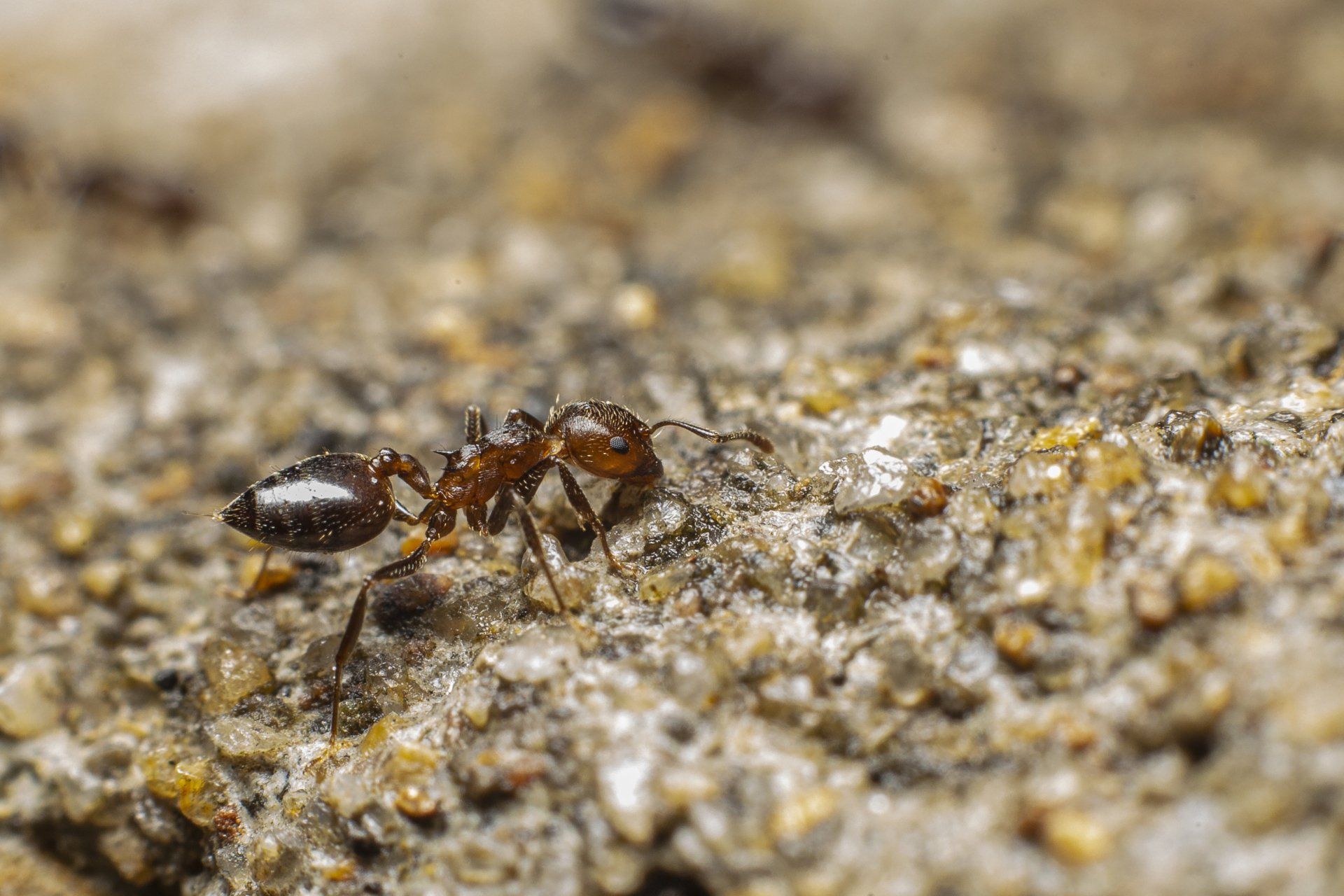 Weed and pest inspection and assessment