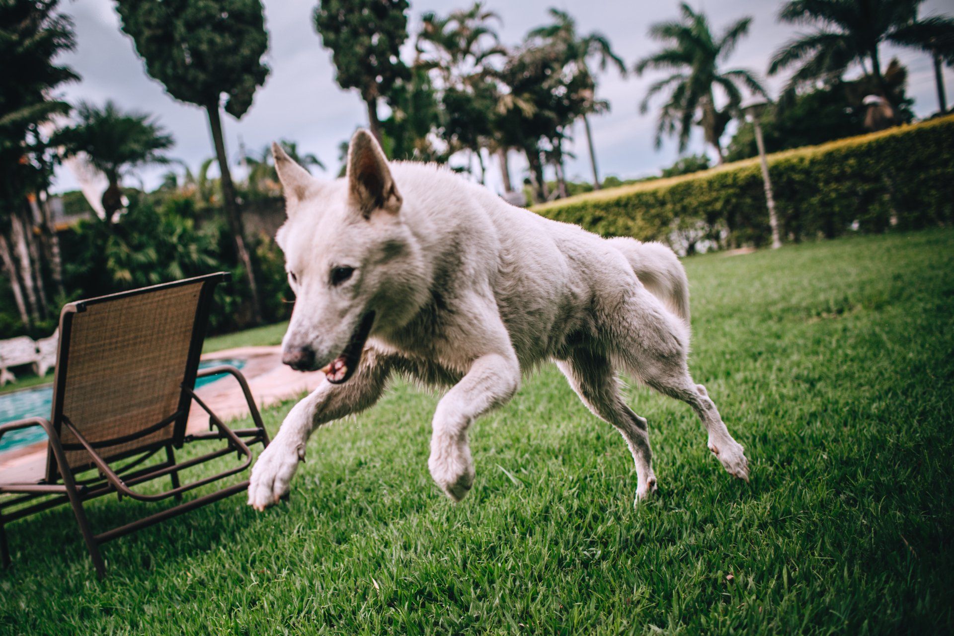canine hydrotherapy, dog hydrotherapy, canine bodywork, dog massage, canine massage