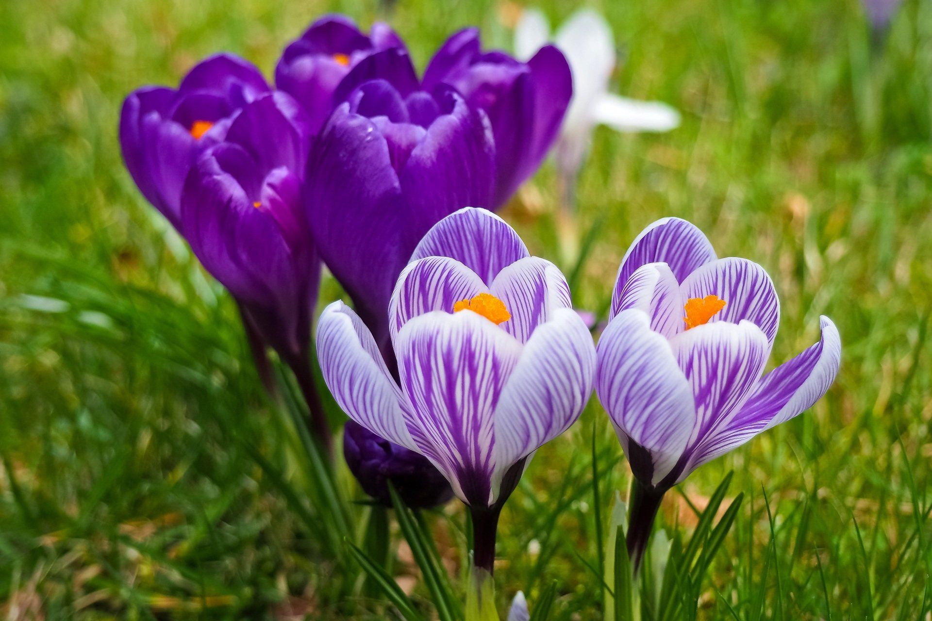 purple crocus flowers