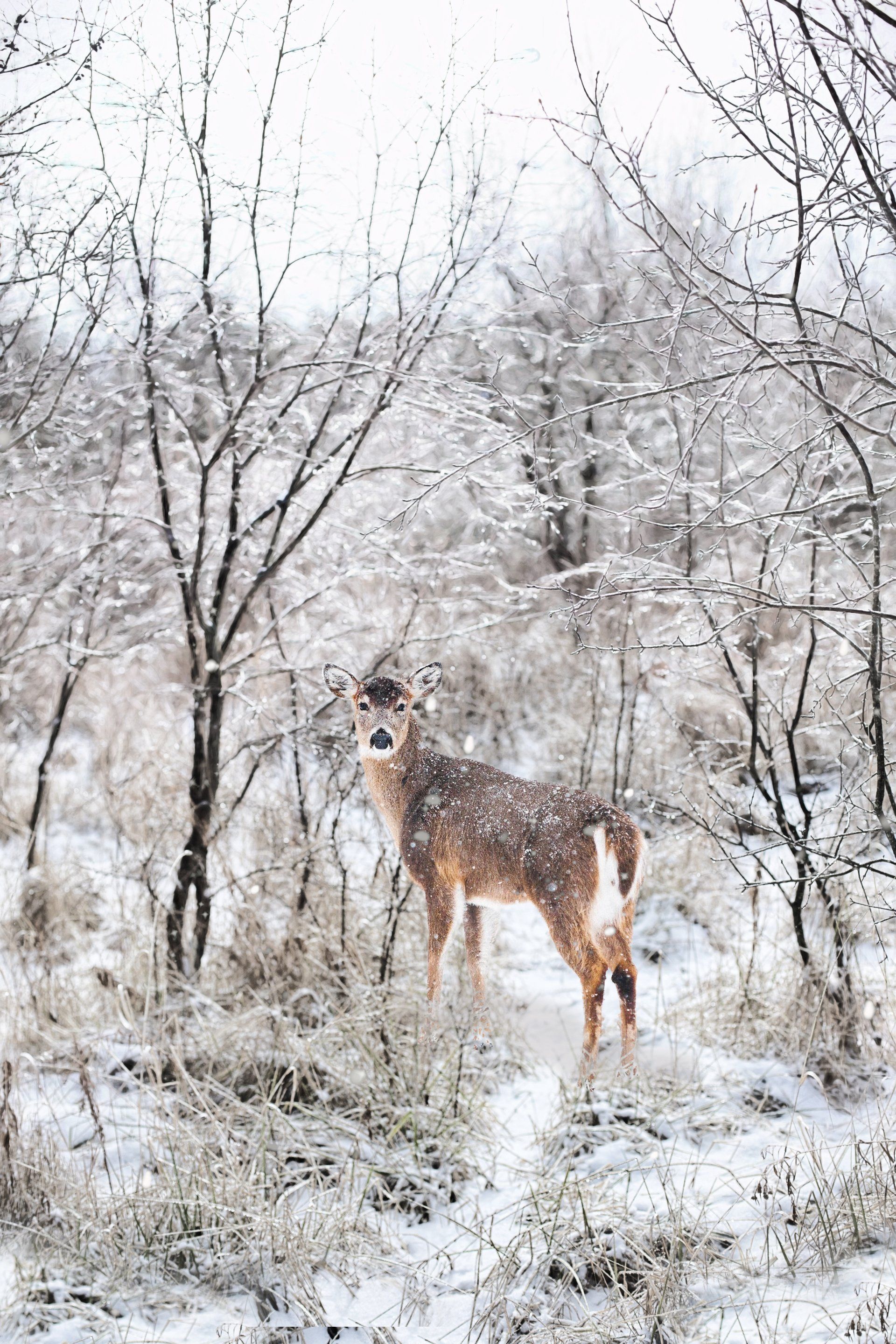 HUNTING LAND