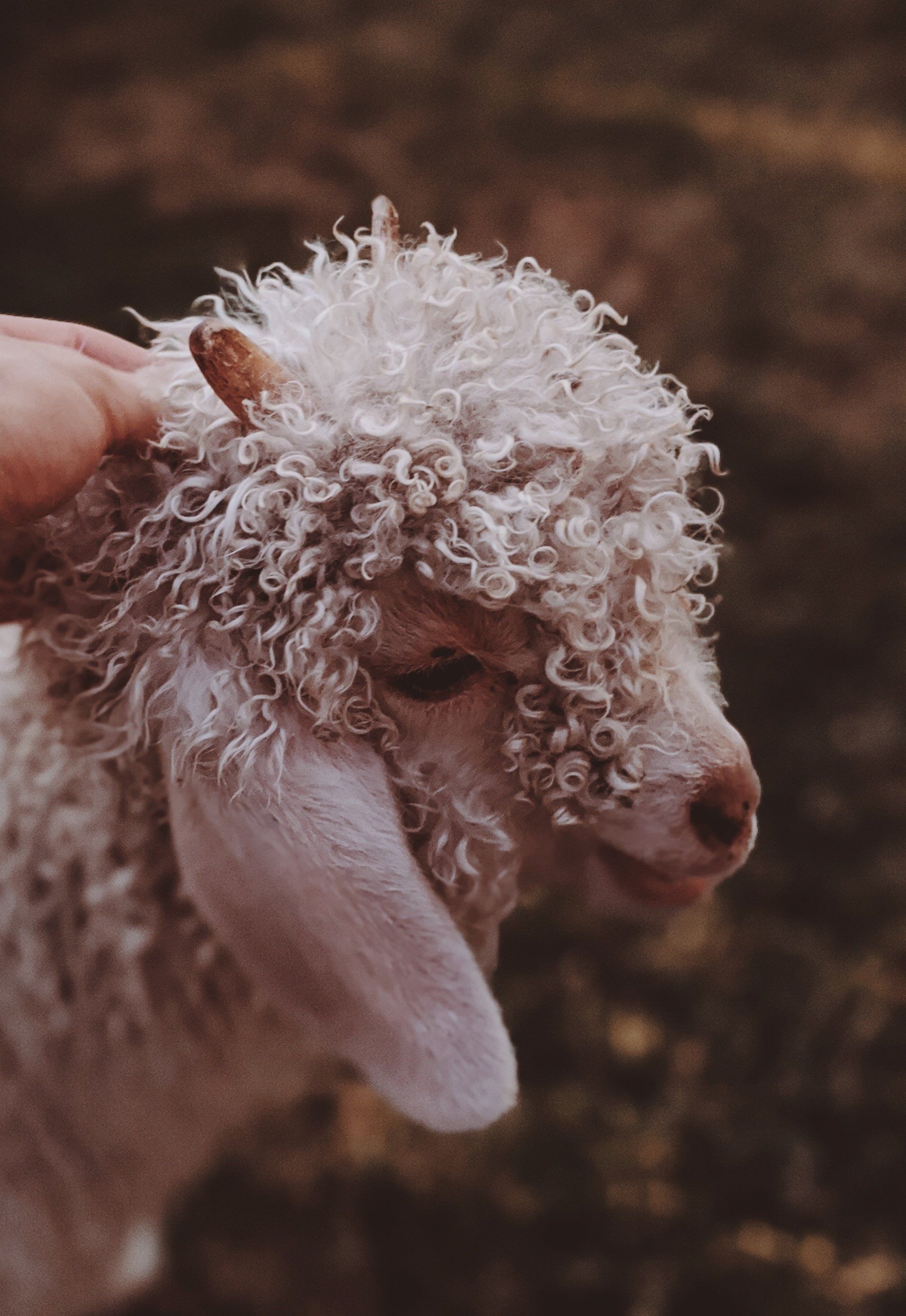 A person is petting a sheep with curly hair.